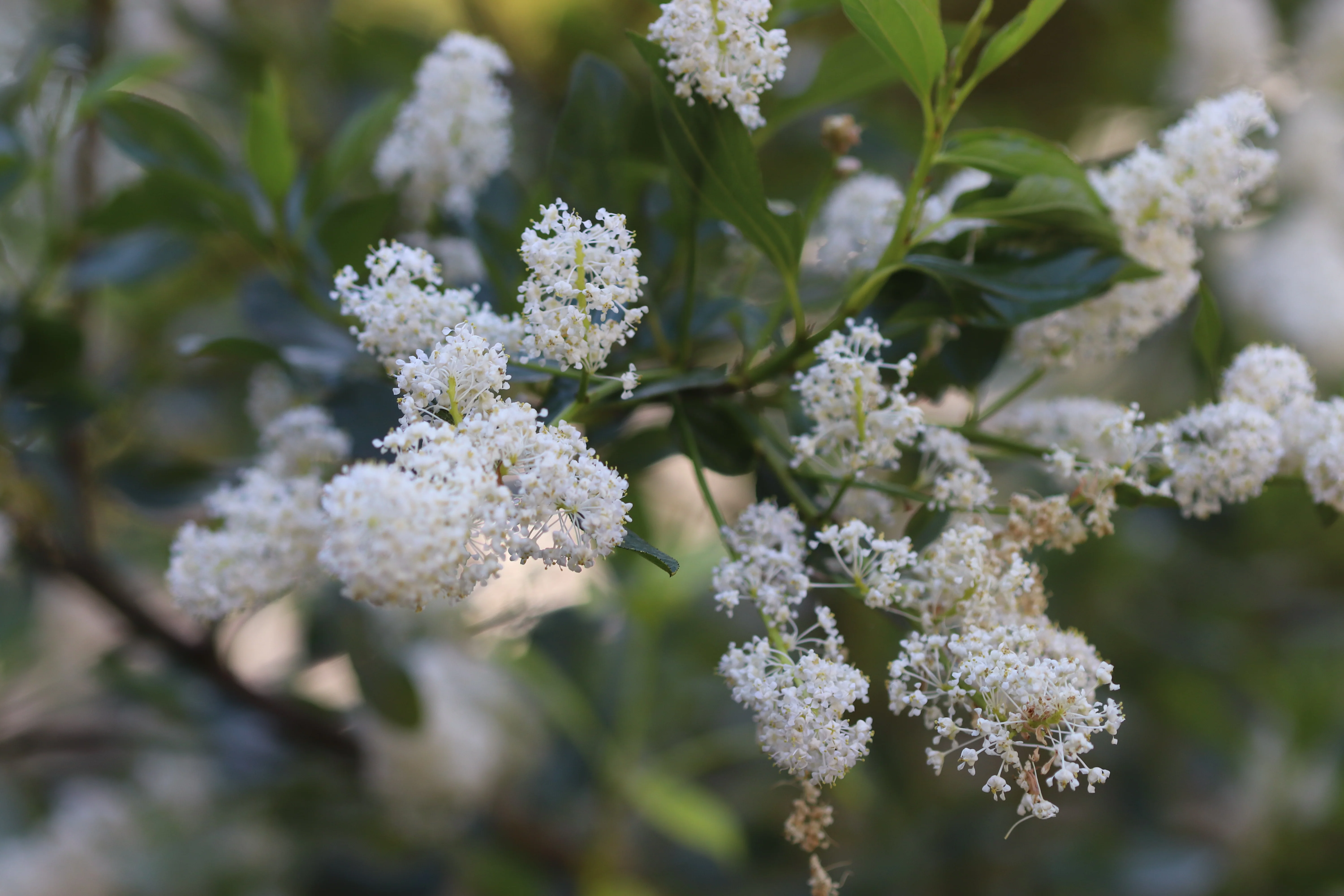 *RETAIL - Ceanothus x mendocinensis 'Chetco' - Image 3