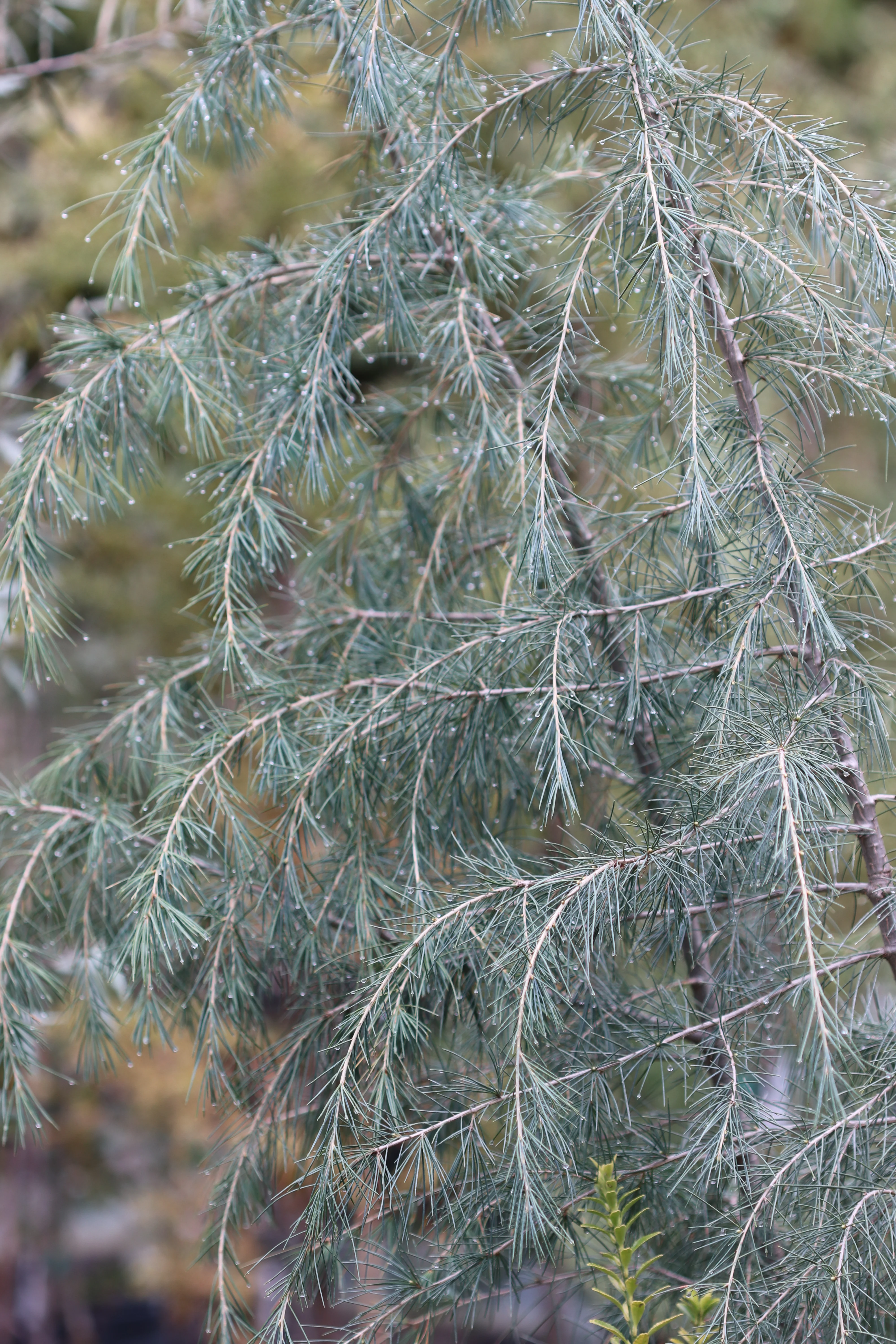 *RETAIL - Cedrus deodora - Image 3