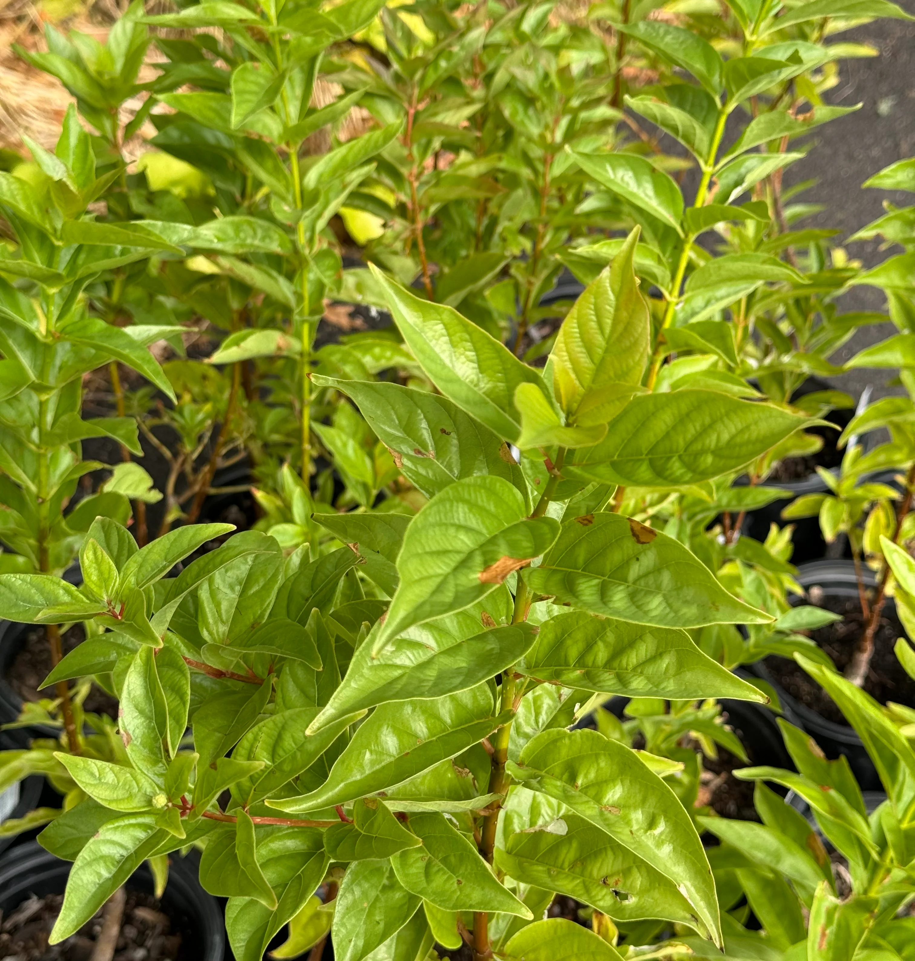 *RETAIL - Cephalanthus occidentalis var. californica - Image 2