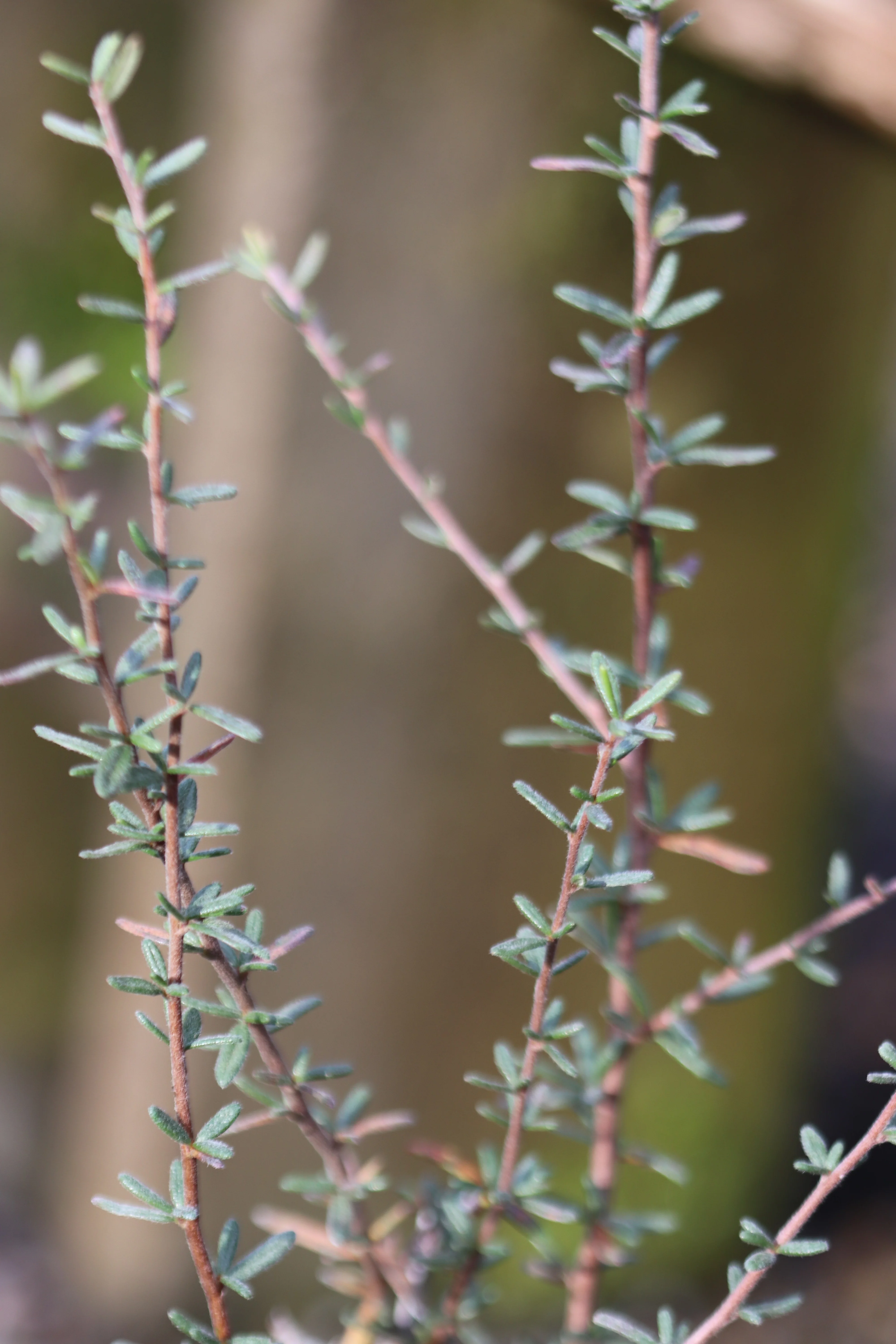 *RETAIL - Cercocarpus intricatus - Image 2