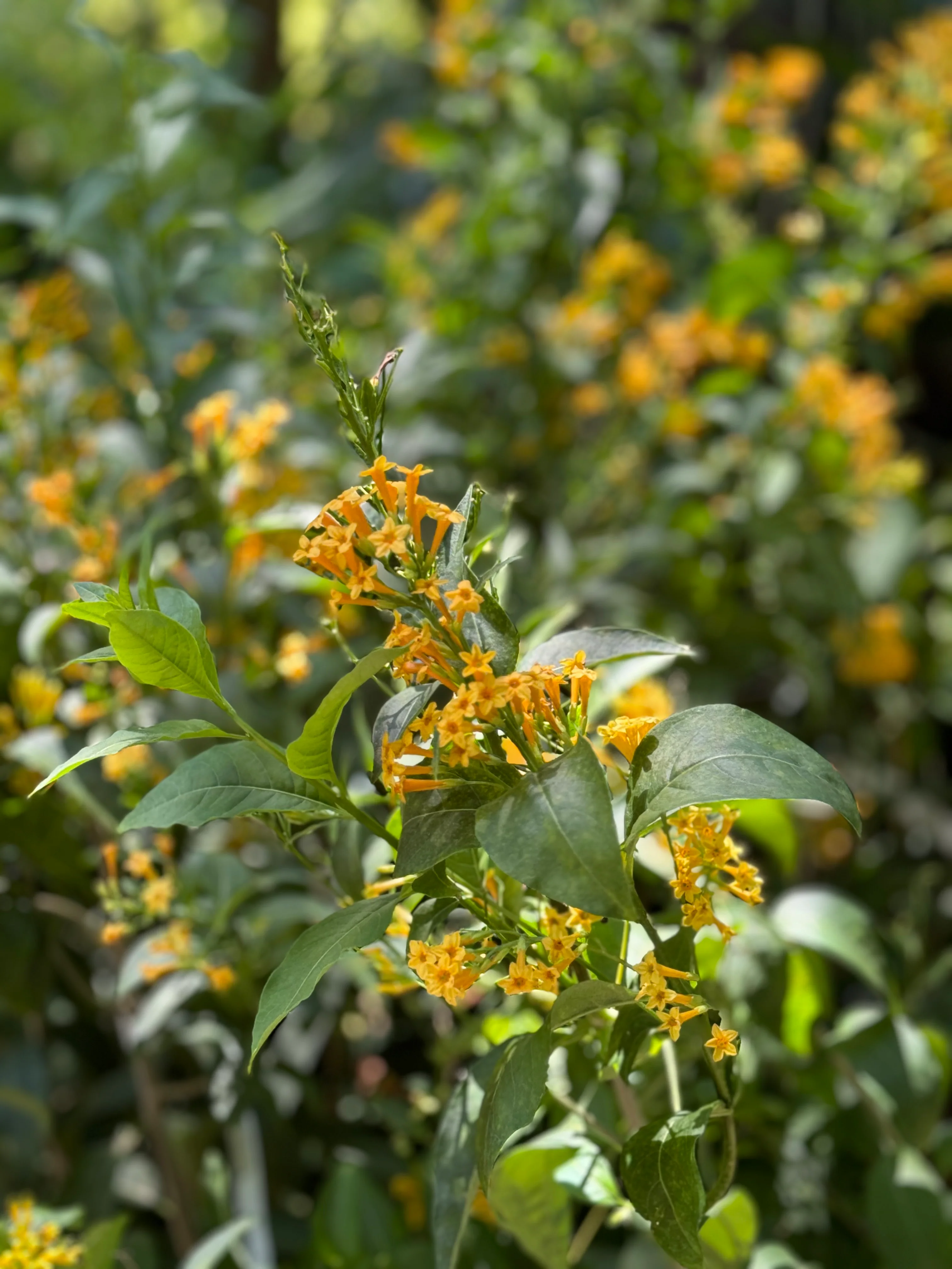 *RETAIL - Cestrum 'Orange Peel' - Image 2