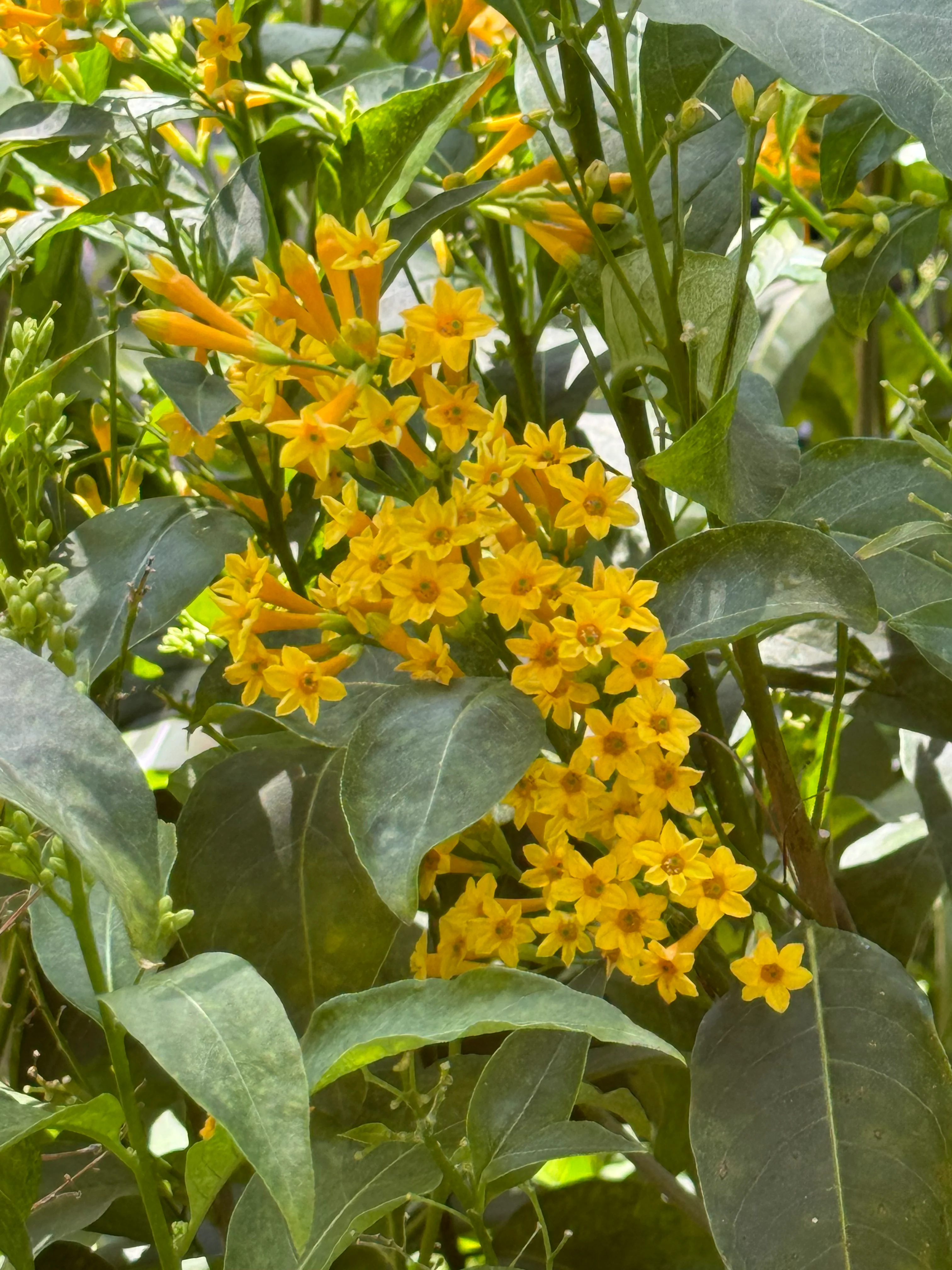 *RETAIL - Cestrum 'Orange Peel' - Image 3