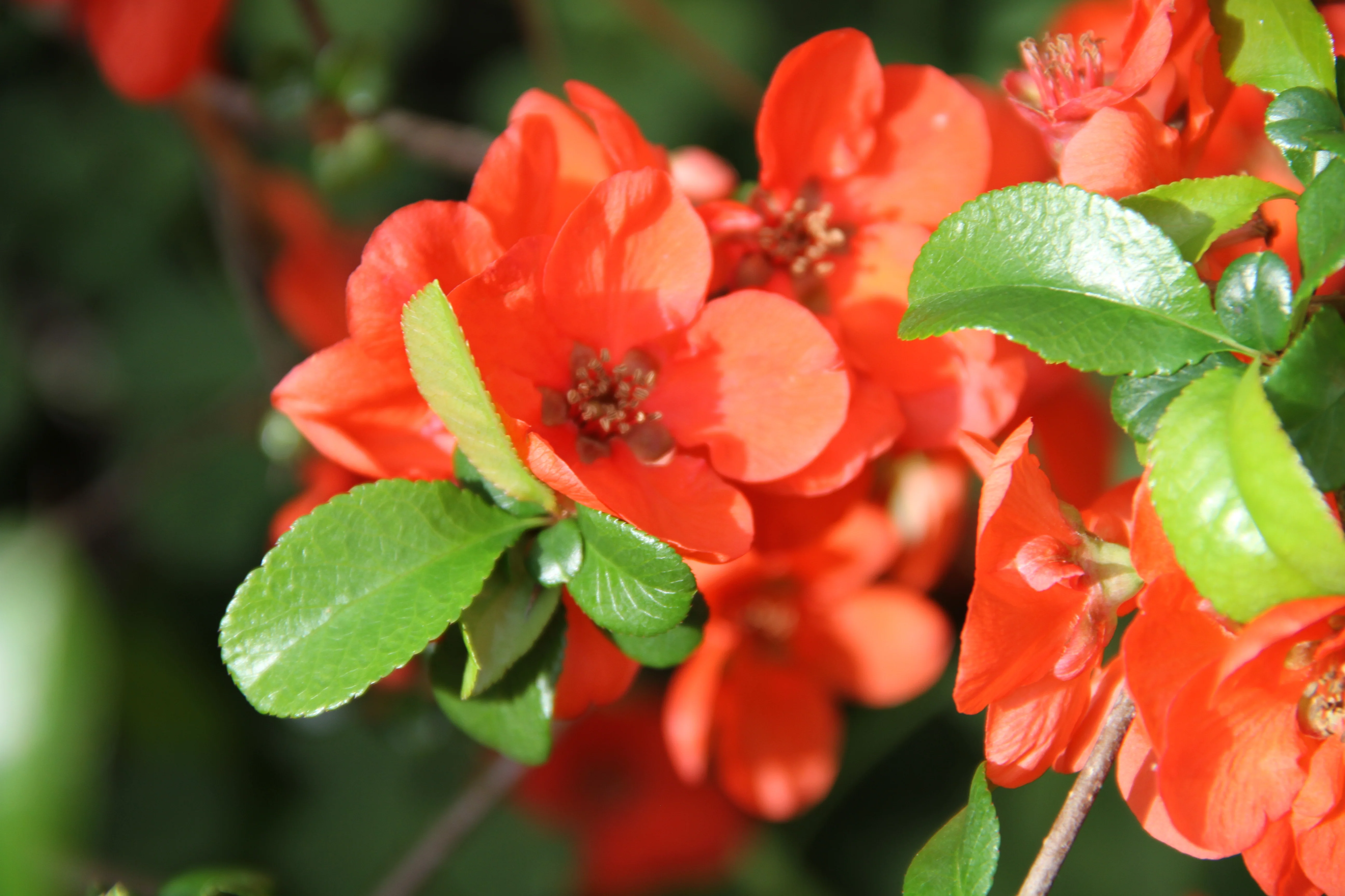 *RETAIL - Chaenomeles x superba 'Mandarin' - Image 2