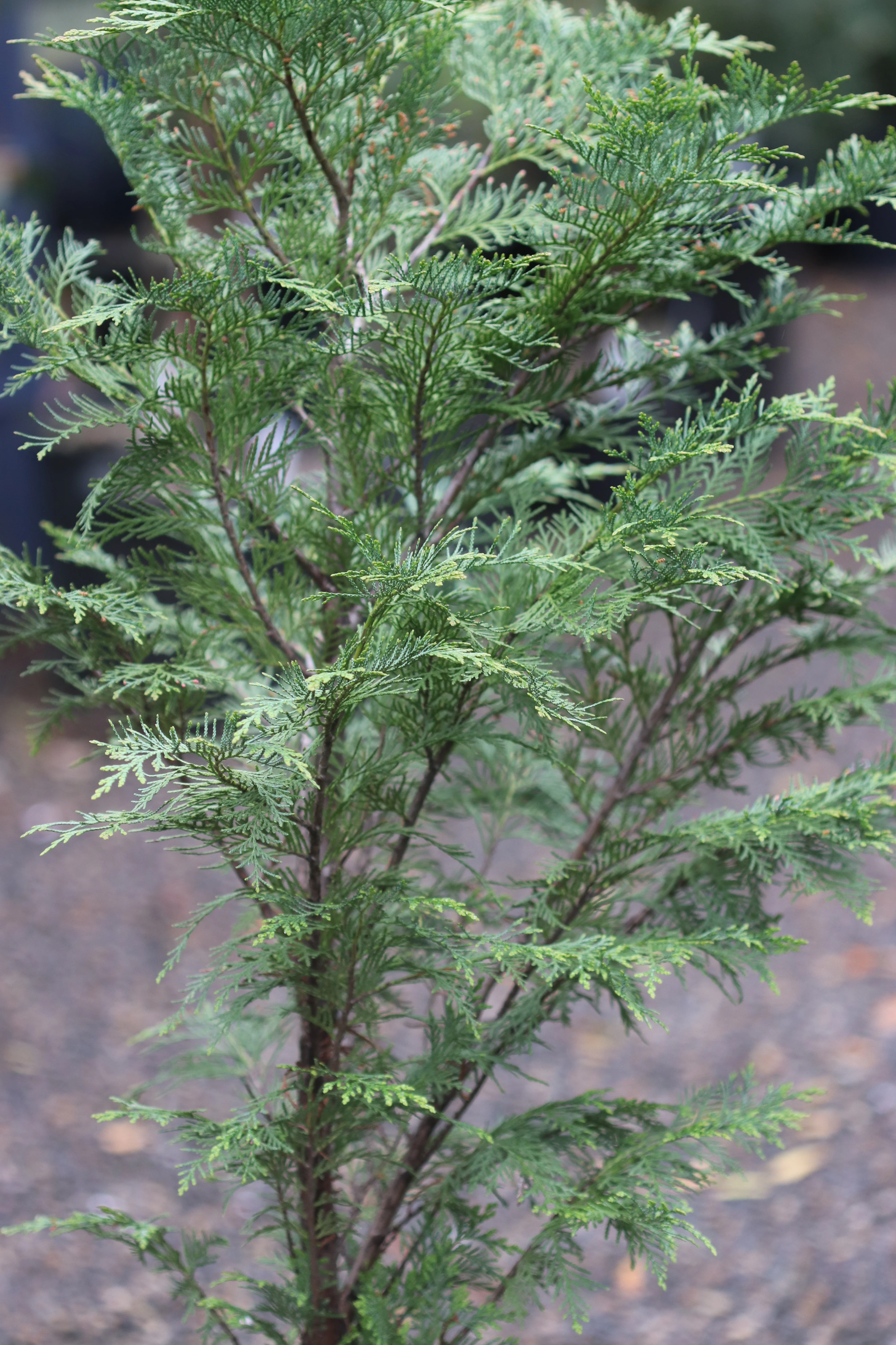*RETAIL - Chamaecyparis lawsoniana - Image 2
