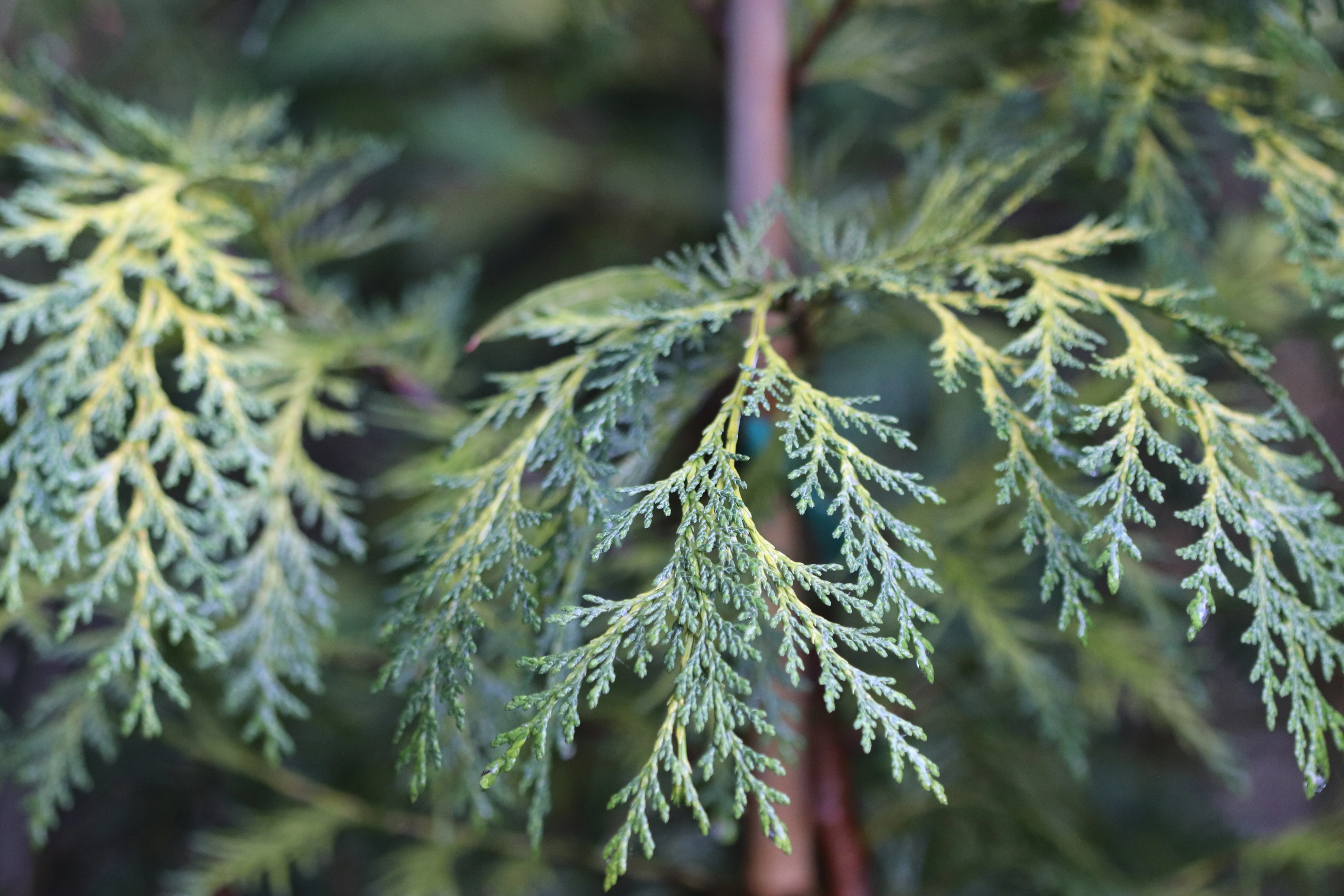 *RETAIL - Chamaecyparis lawsoniana 'Lucky Strike' - Image 2