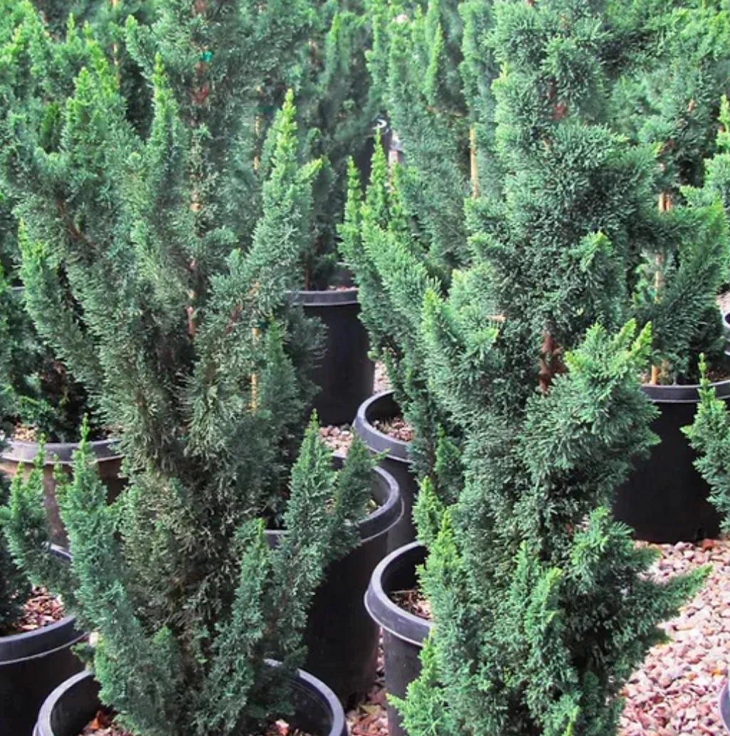 *RETAIL - Chamaecyparis lawsoniana 'Wissel's Saguaro' - Image 4