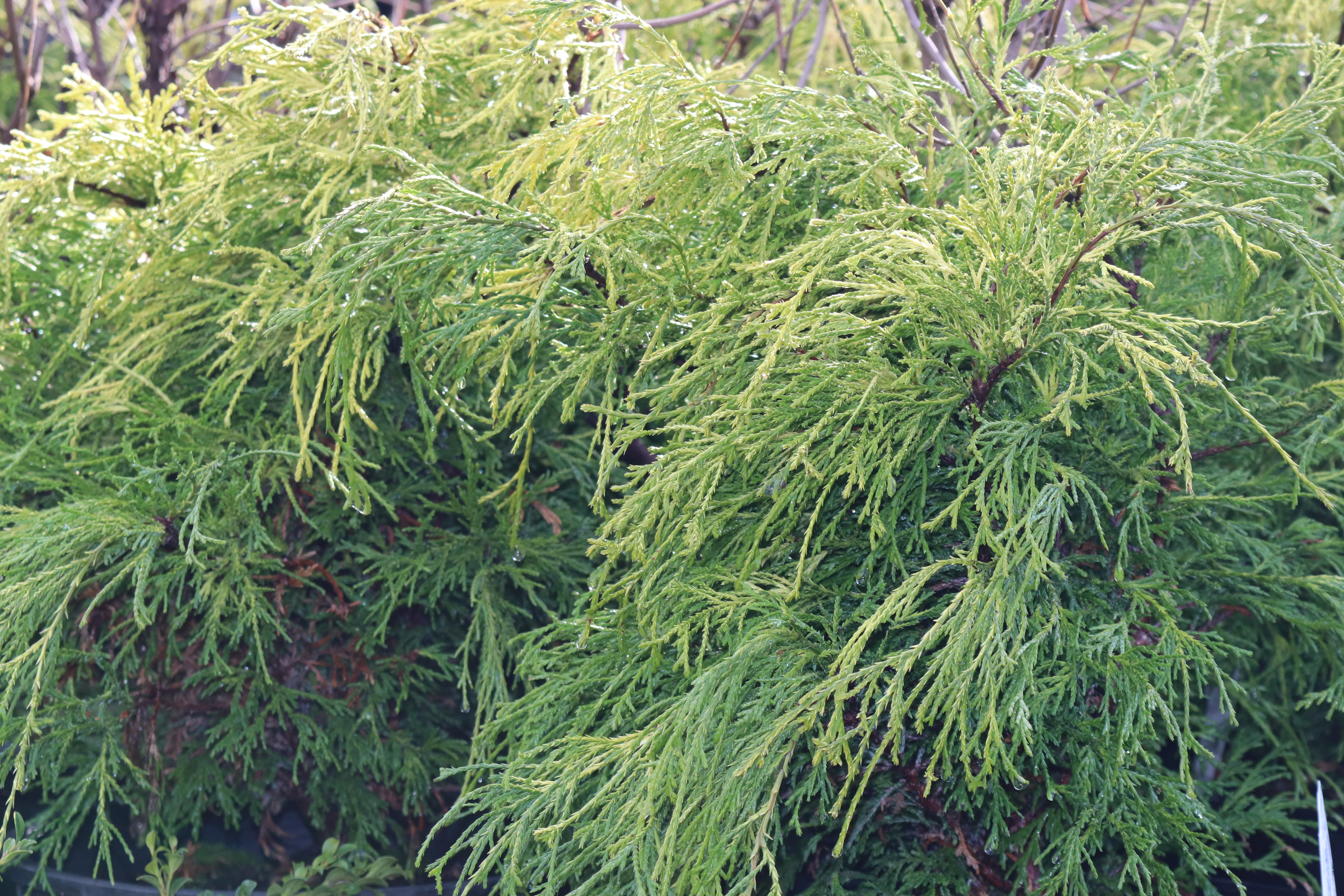 *RETAIL - Chamaecyparis pisifera 'Golden Mop' - Image 2