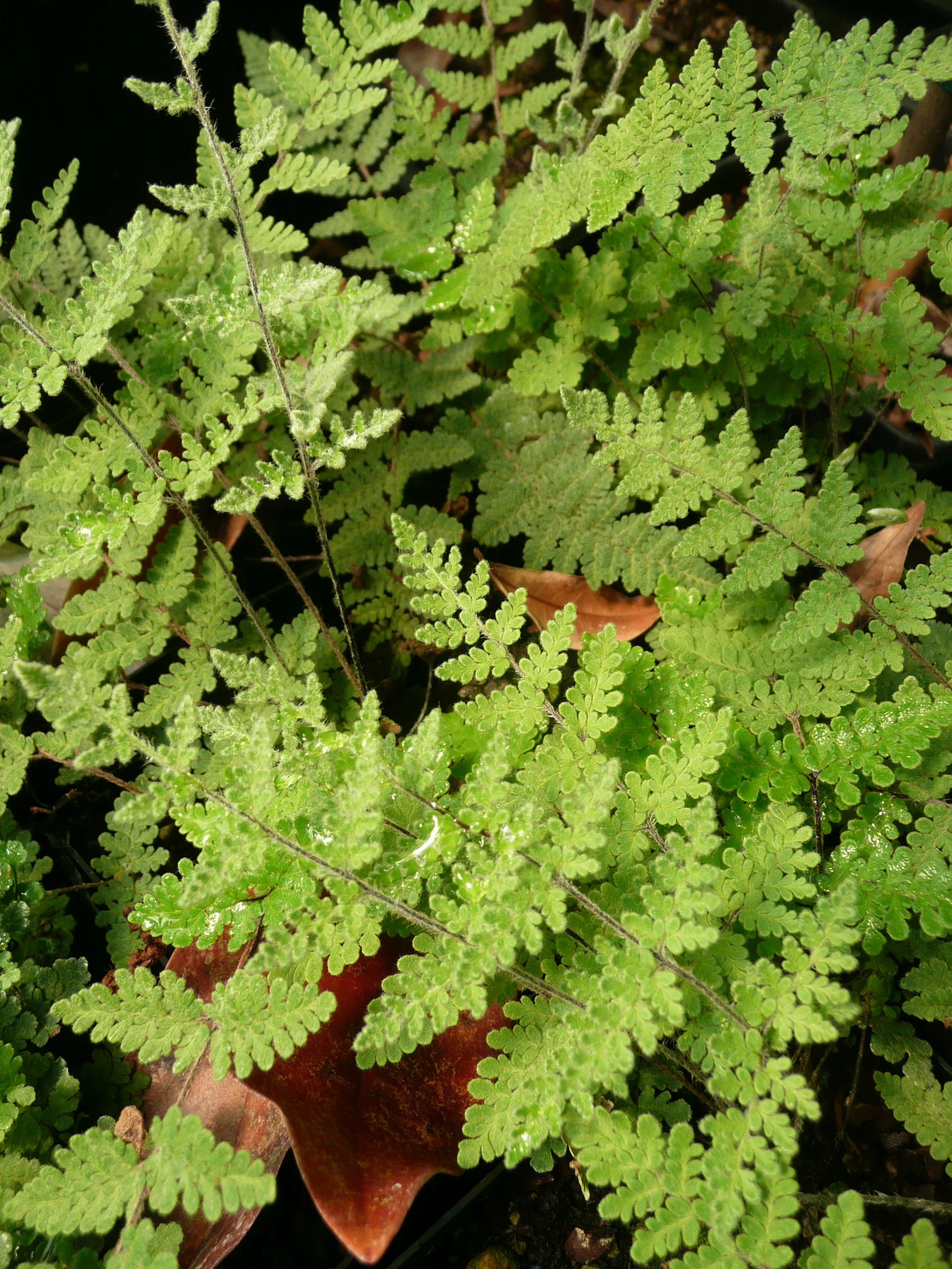 *RETAIL - Cheilanthes lanosa - Image 2