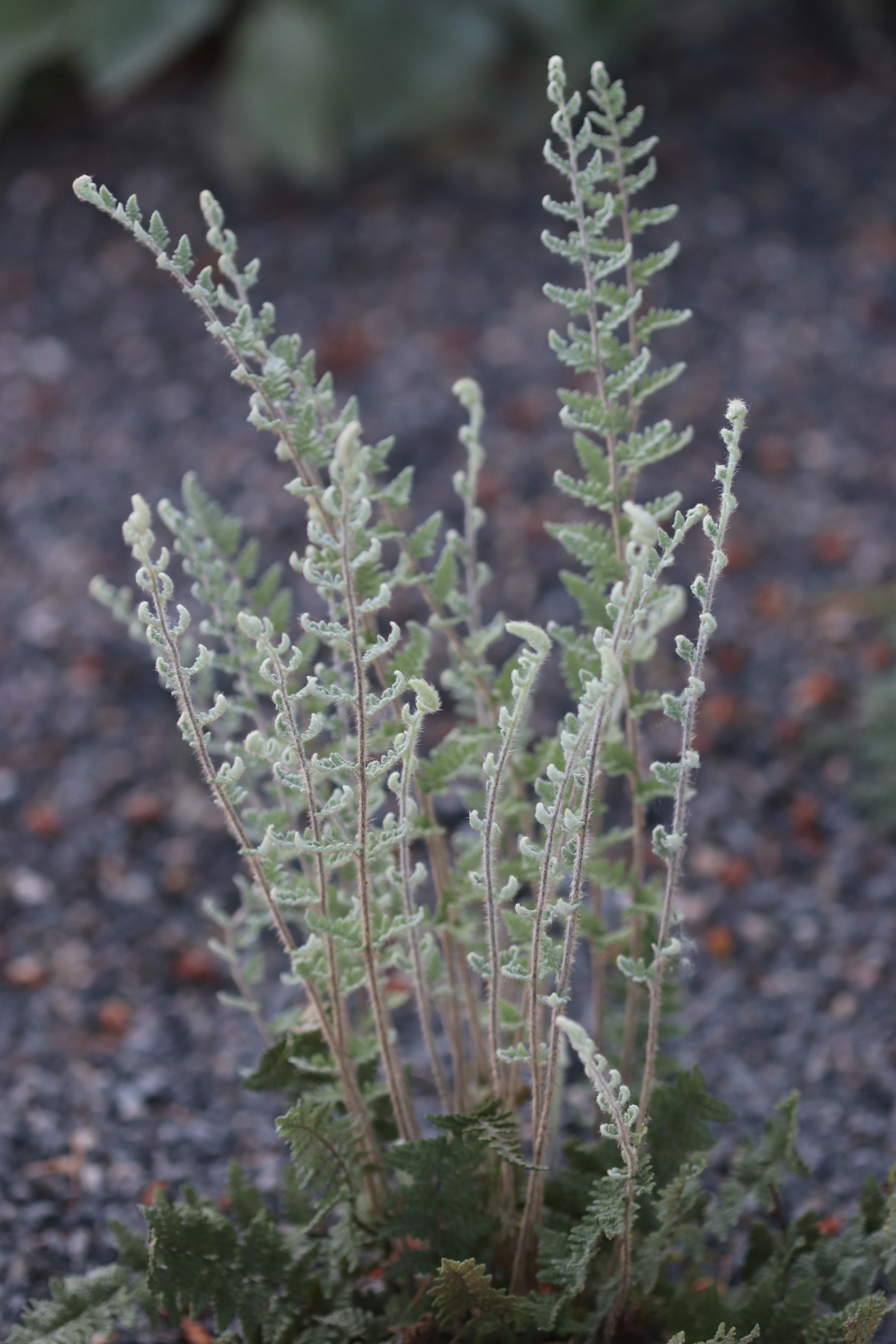*RETAIL - Cheilanthes lanosa - Image 3