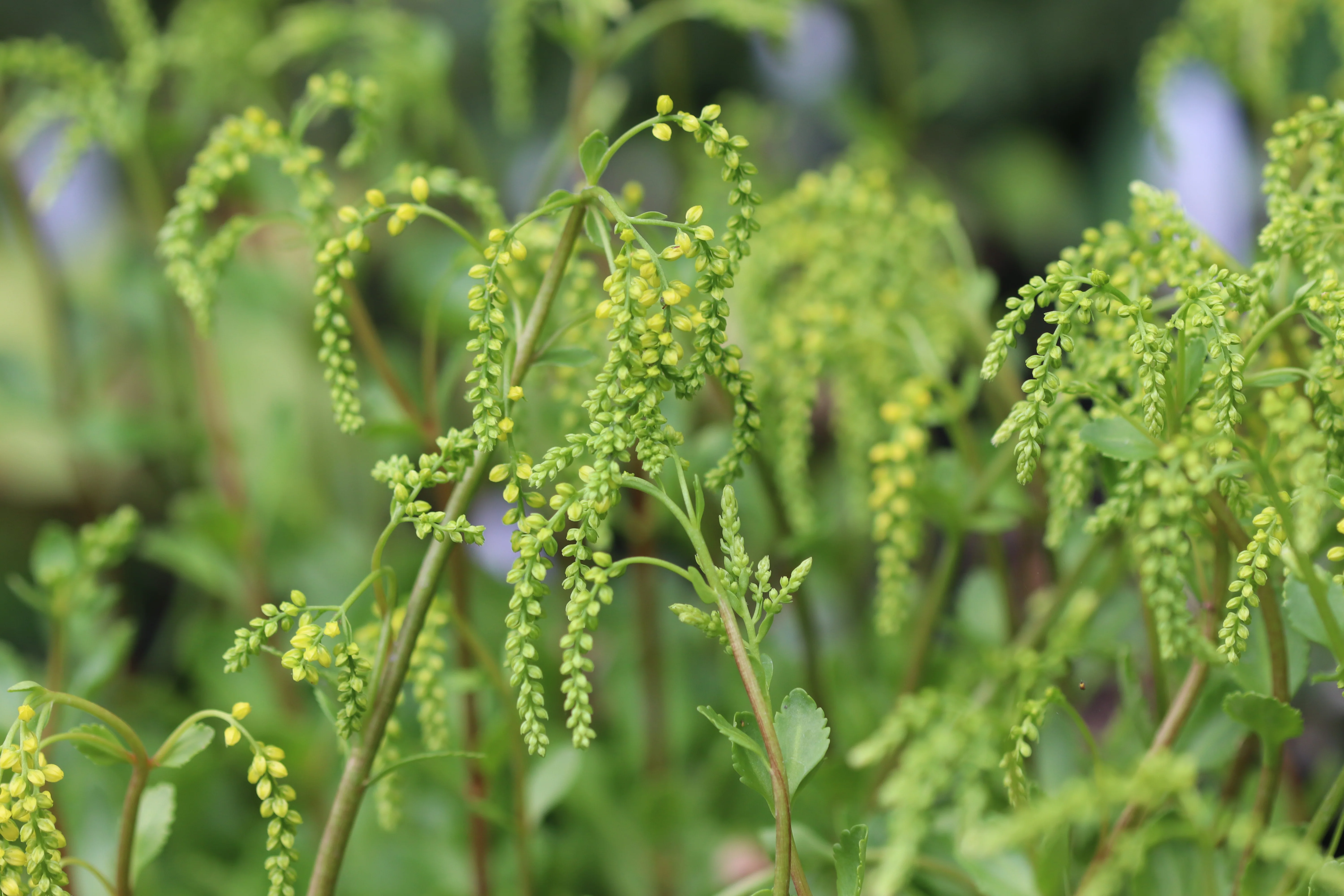 *RETAIL - Chiastophyllum oppositifolium - Image 2
