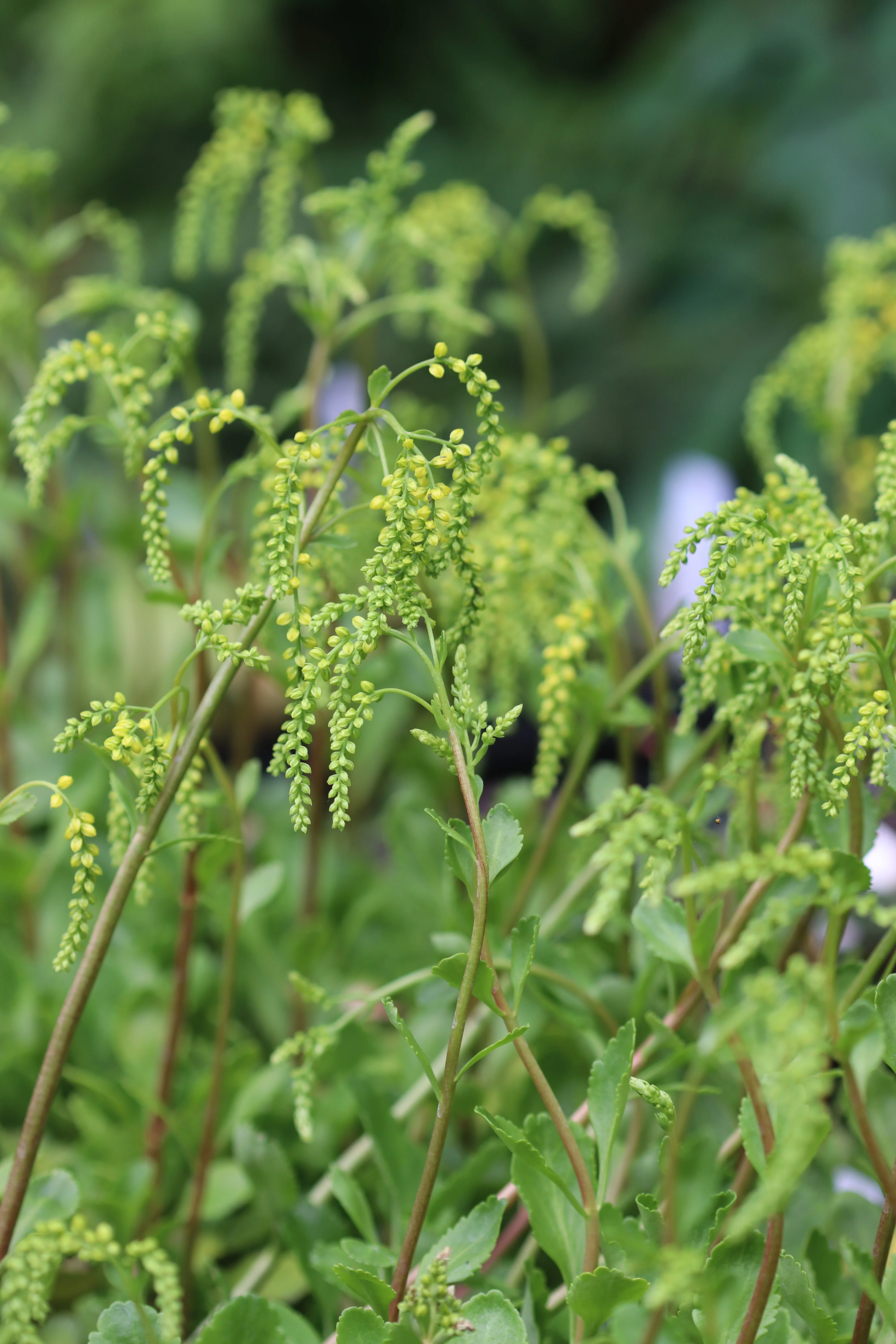 *RETAIL - Chiastophyllum oppositifolium - Image 3