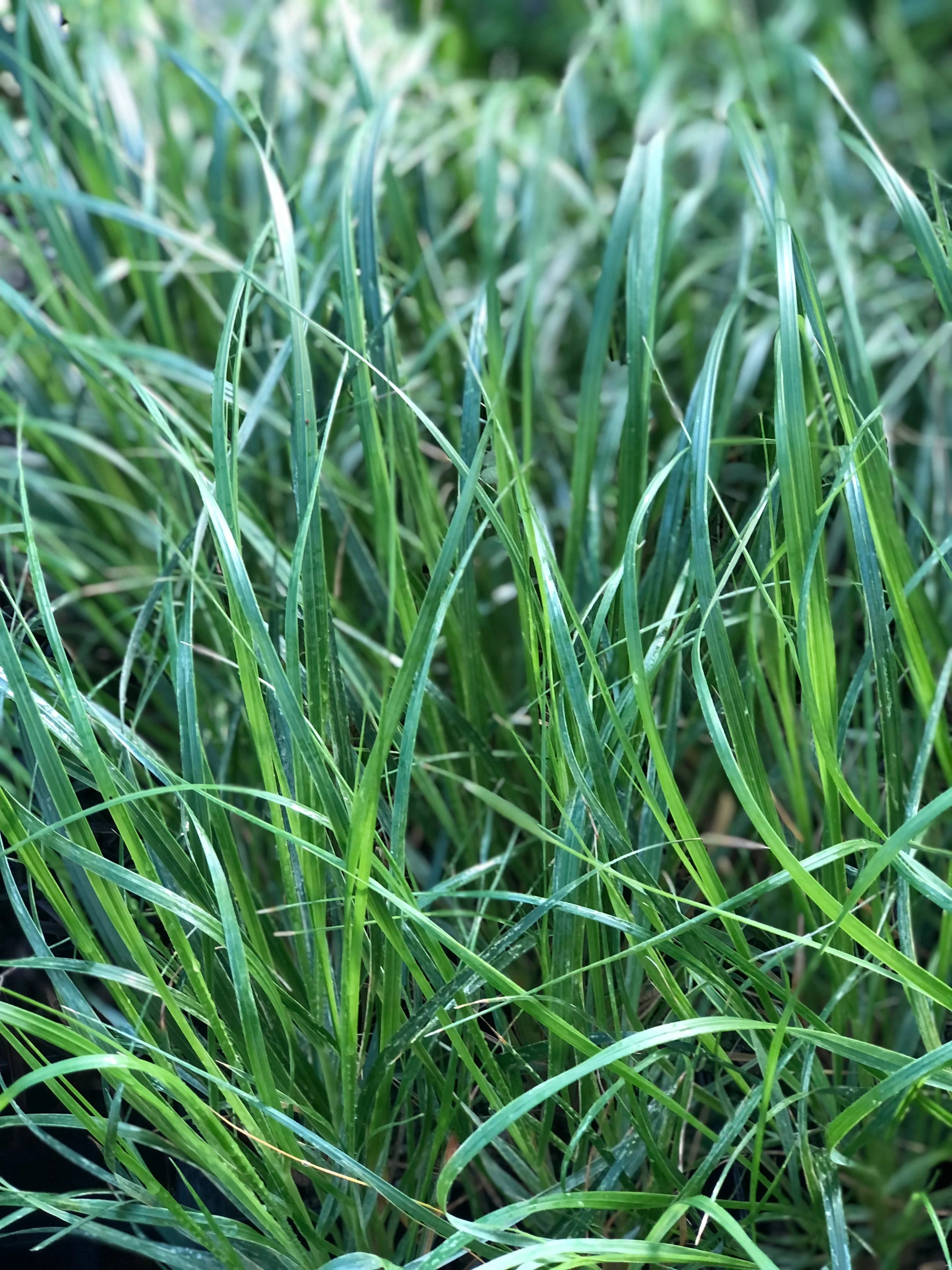 *RETAIL - Chionochloa flavicans - Image 2