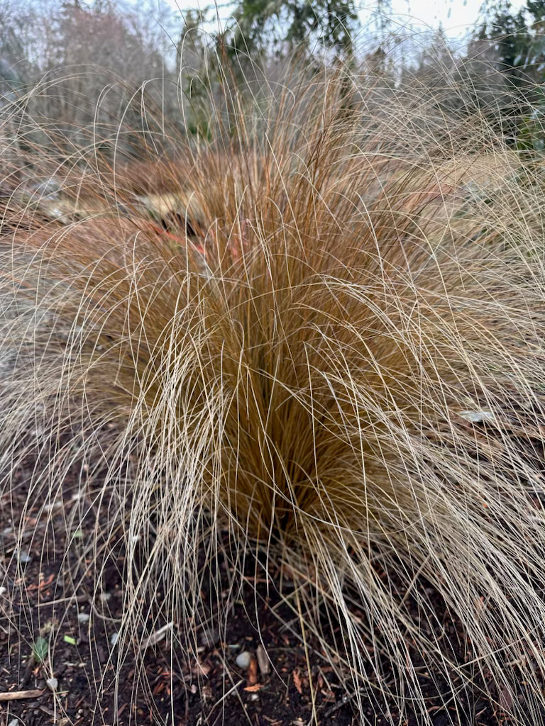 *RETAIL - Chionochloa rubra - Image 2
