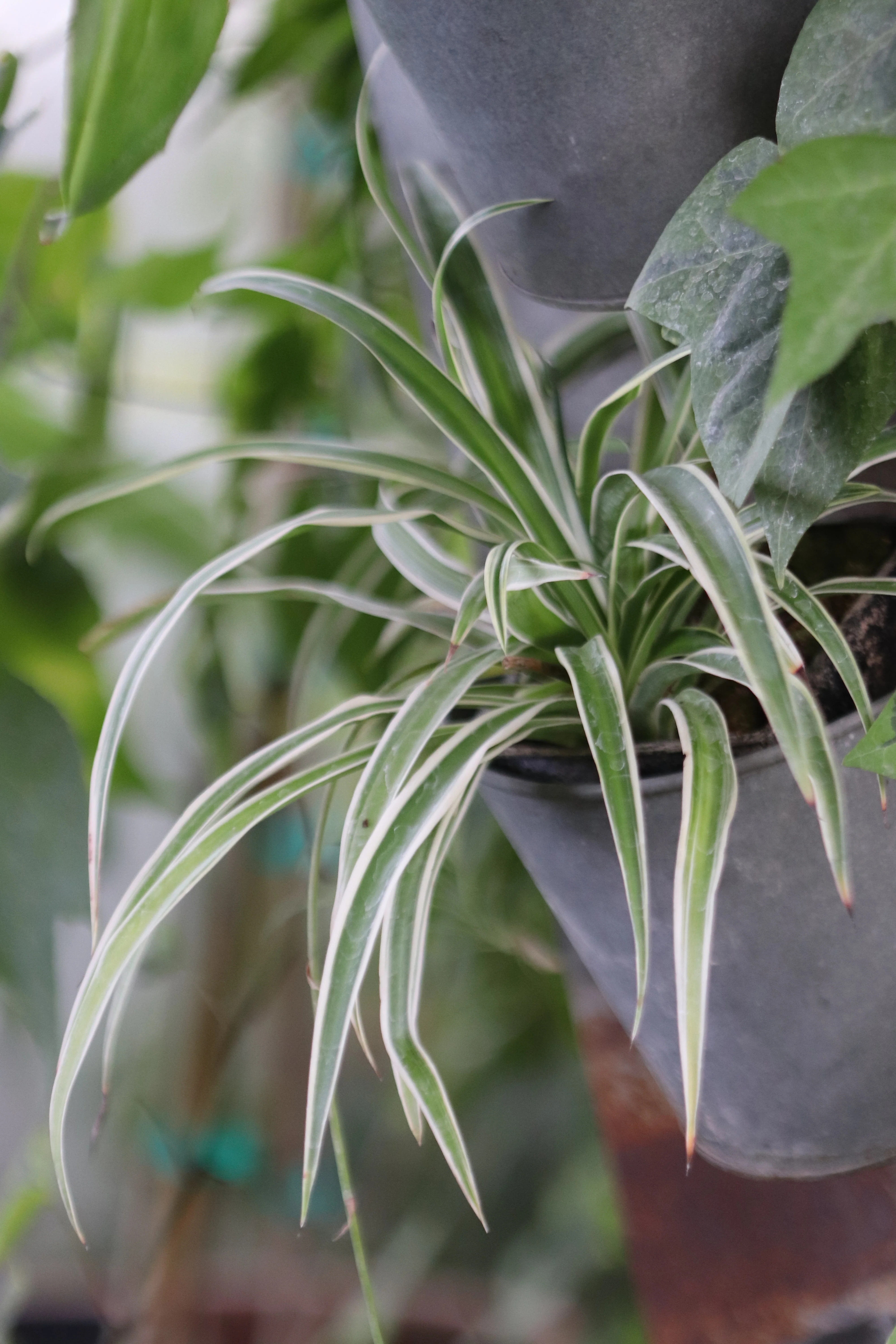 *RETAIL - Chlorophytum comosum 'Variegatum' - Image 2