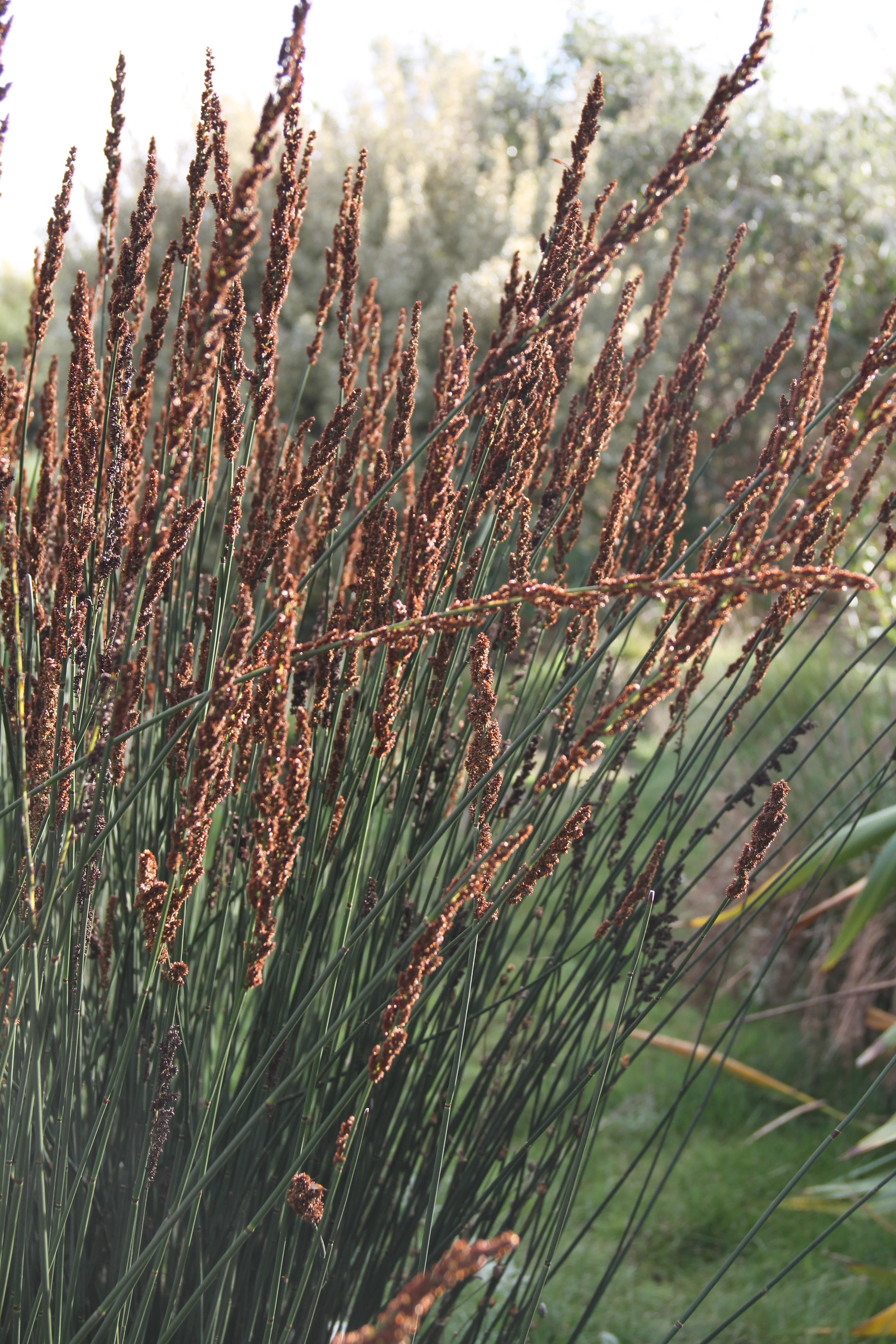 *RETAIL - Chondropetalum tectorum