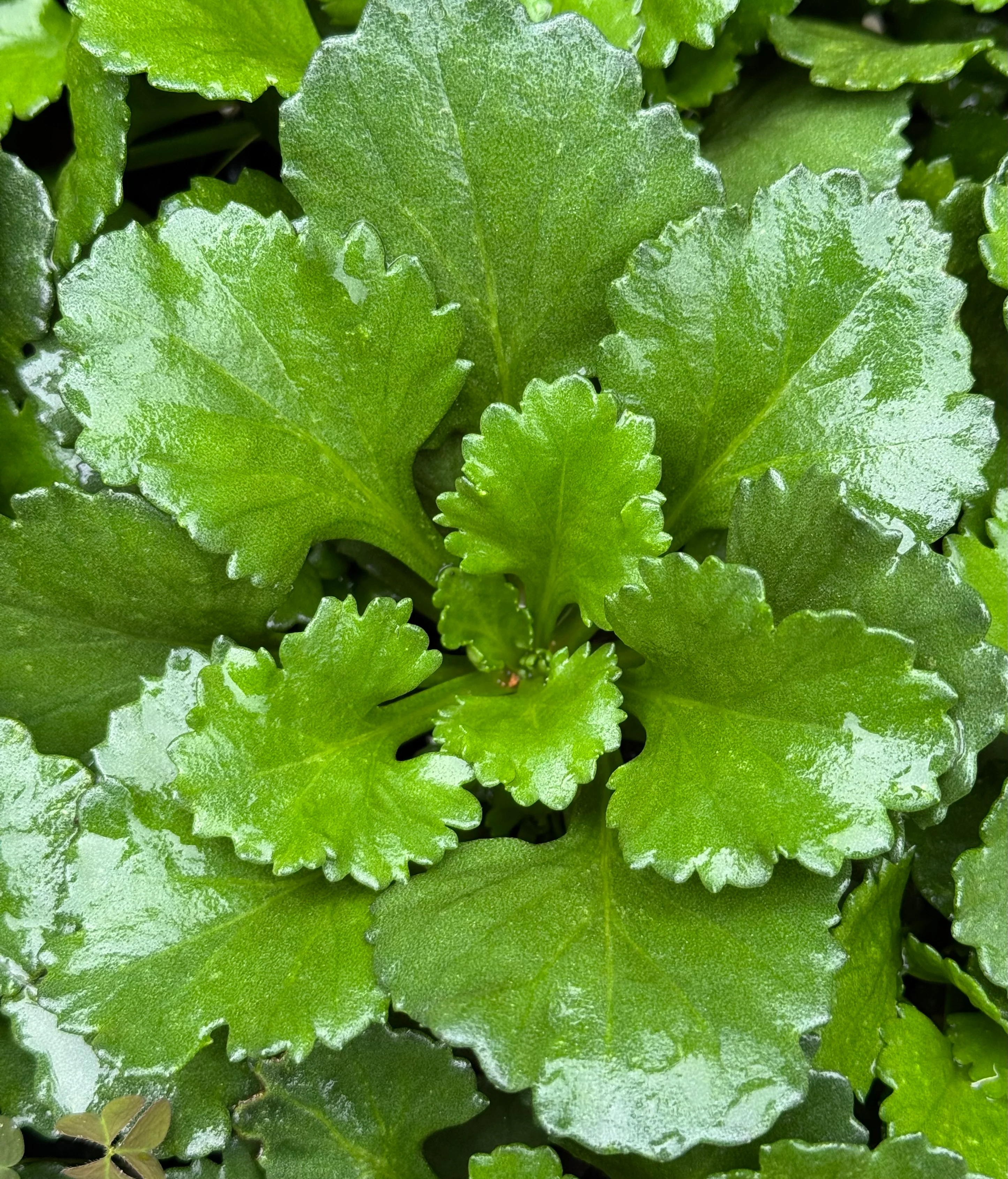 *RETAIL - Chrysanthemum weyrichii 'Alba' - Image 2