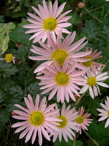*RETAIL - Chrysanthemum x rubellum 'Clara Curtis' - Image 2