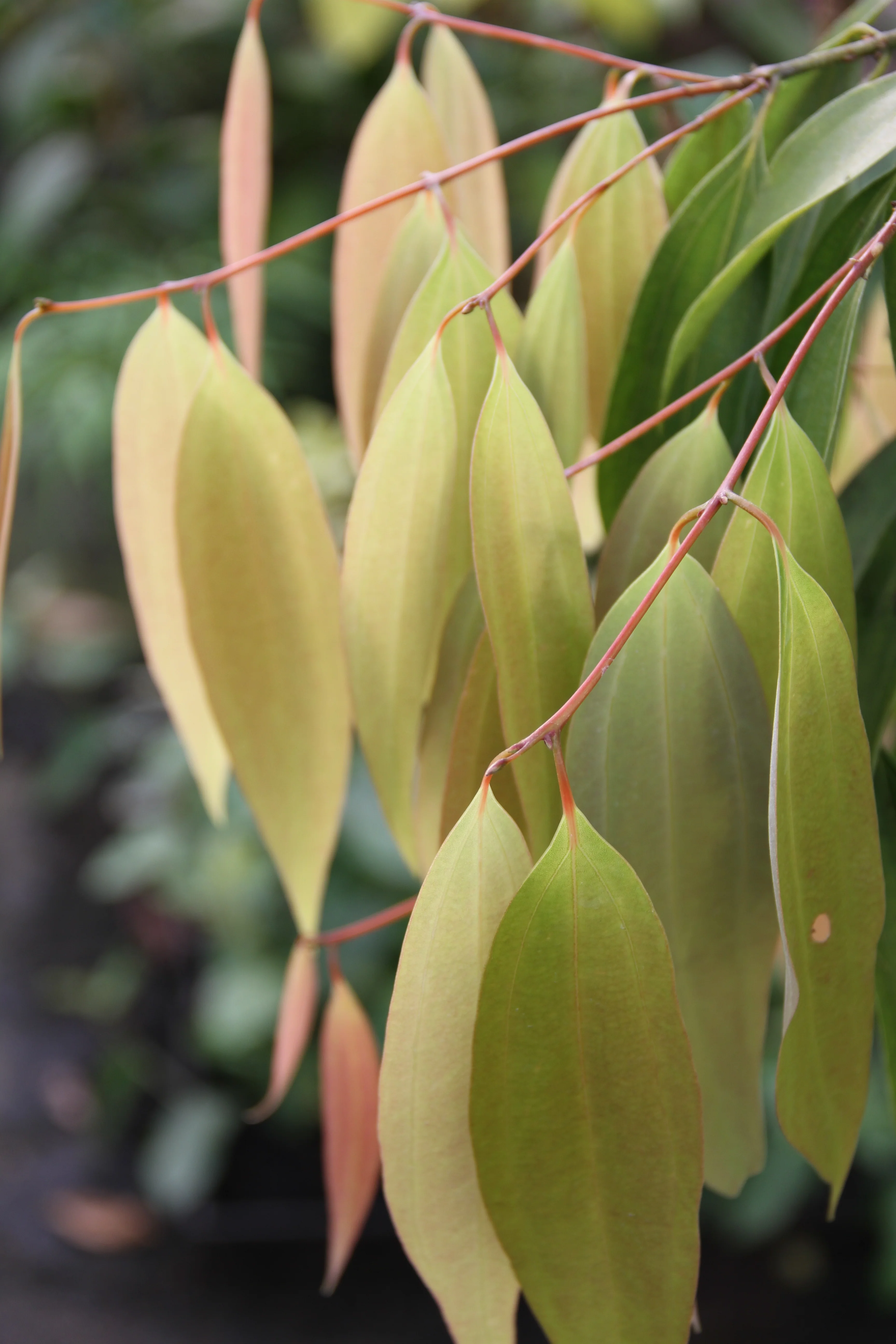 *RETAIL - Cinnamomum checkiangense - Image 2