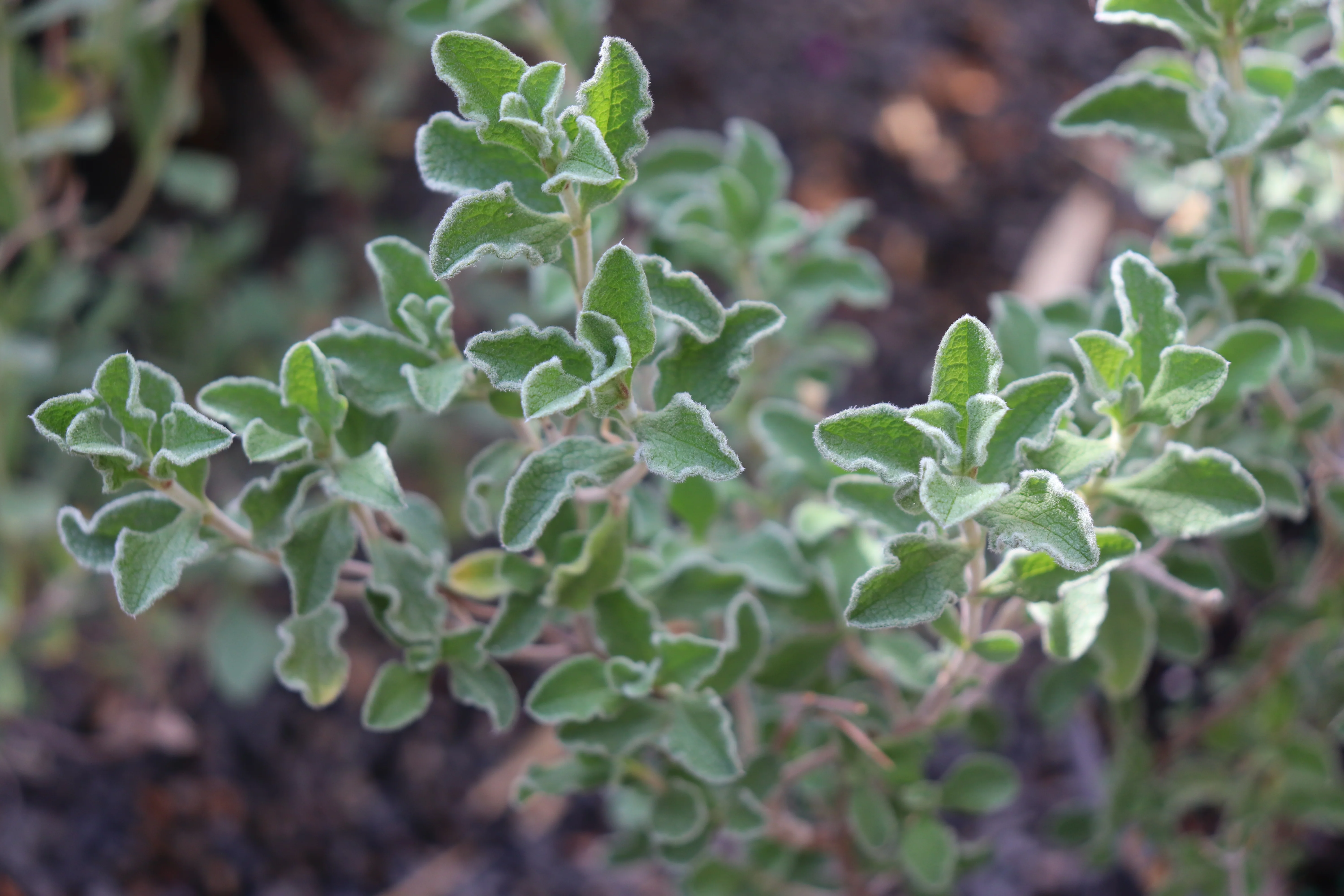 *RETAIL - Cistus creticus
