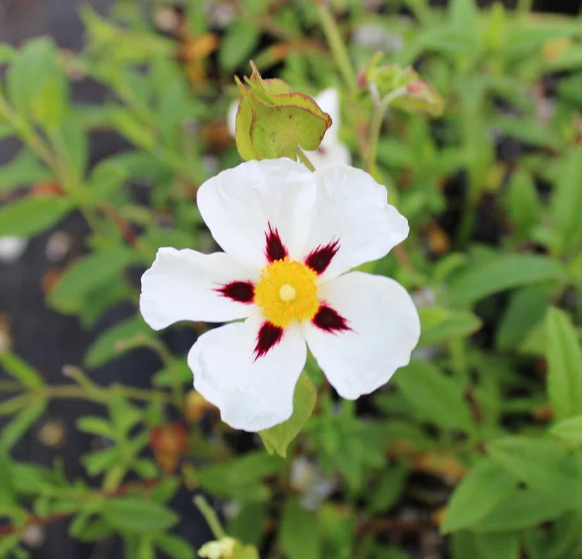 *RETAIL - Cistus 'Gordon Cooper' - Image 2