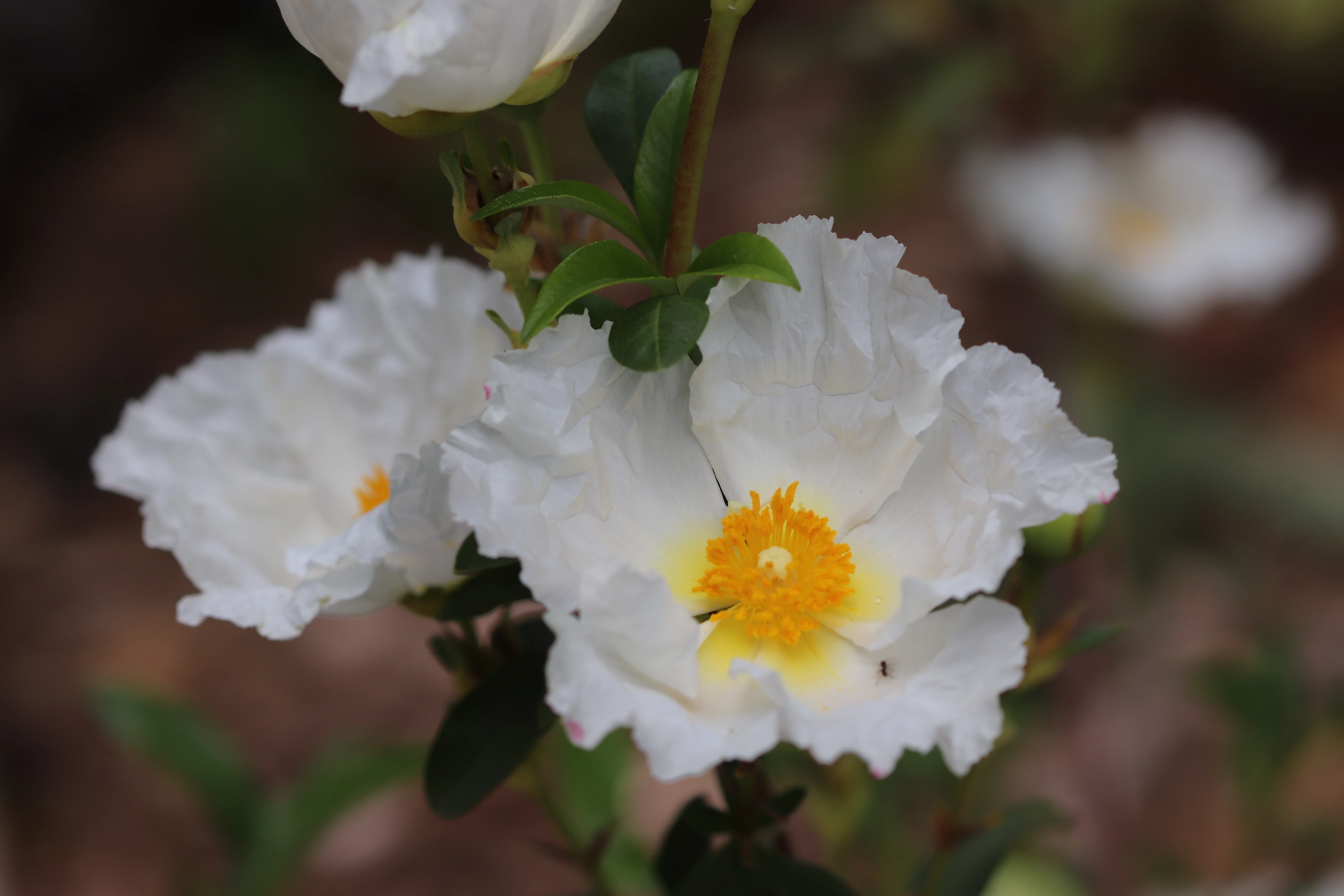 *RETAIL - Cistus ladanifer 'Bennett's White' - Image 2