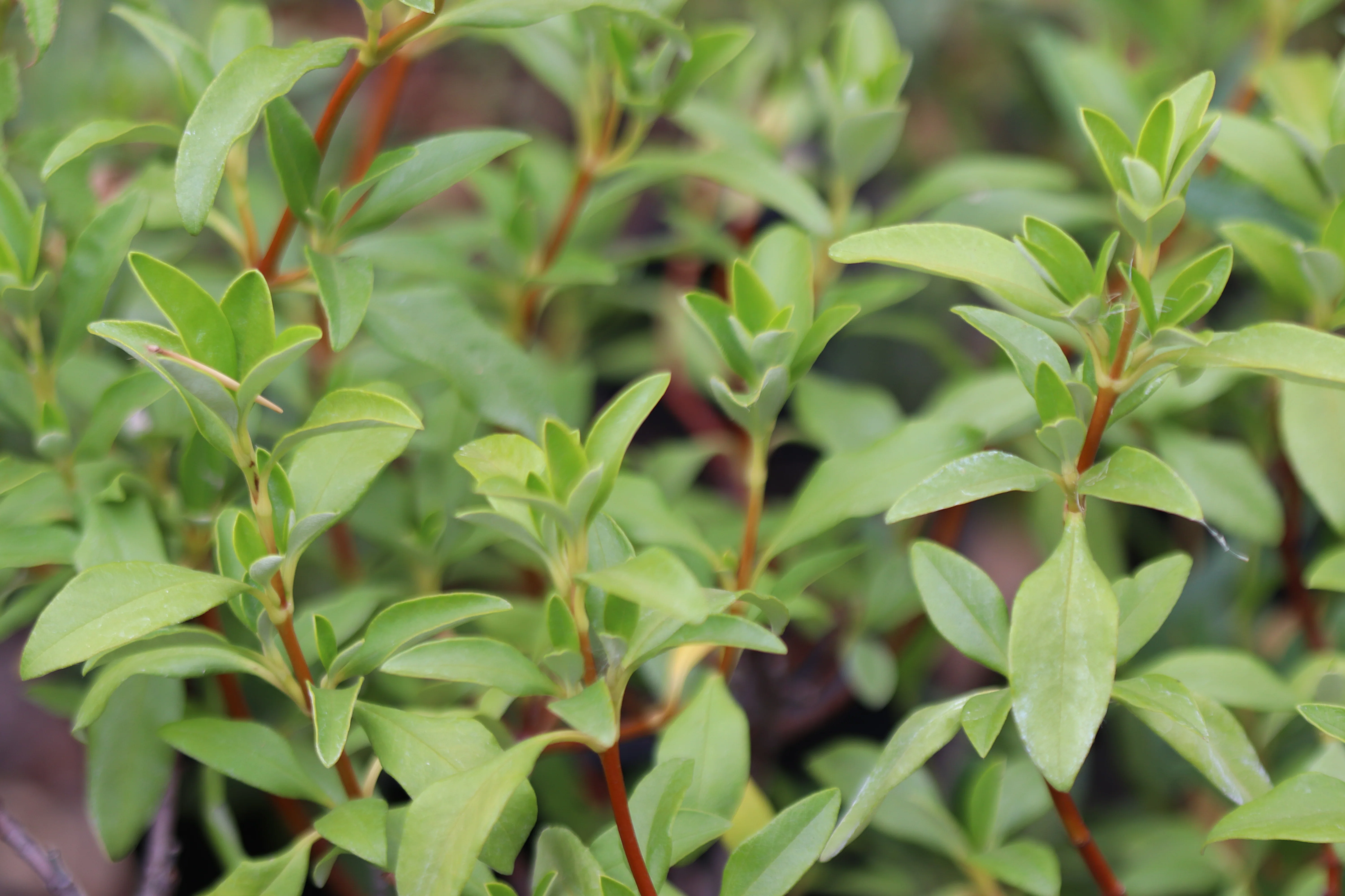 *RETAIL - Cistus ladanifer 'Bennett's White' - Image 3