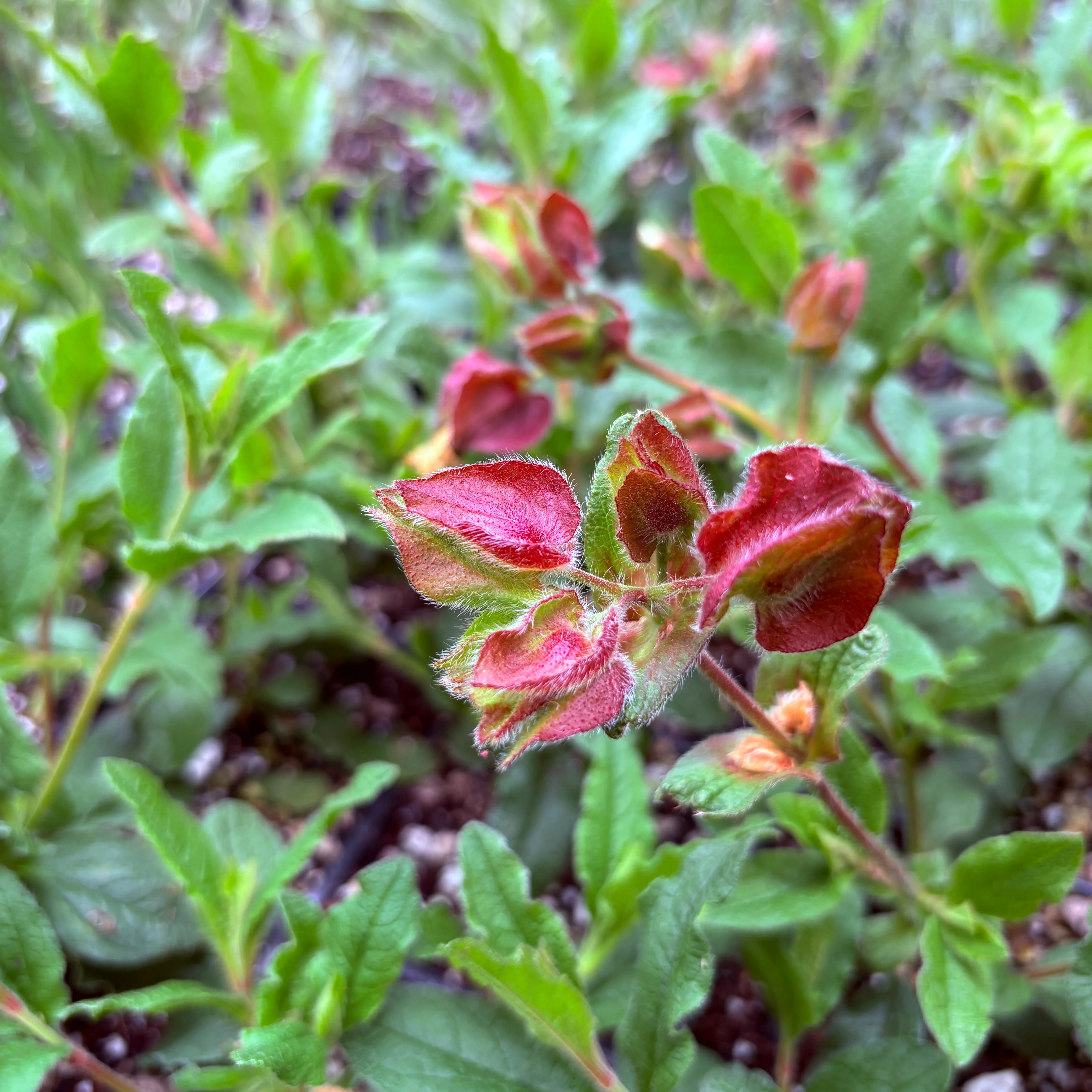 *RETAIL - Cistus 'Snow Fire' - Image 2