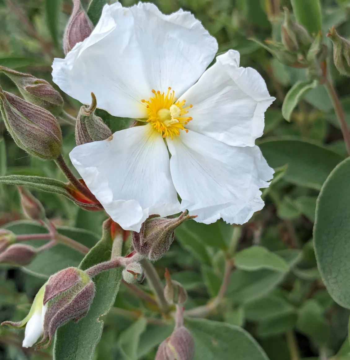 *RETAIL - Cistus x argenteus 'Paper Moon'