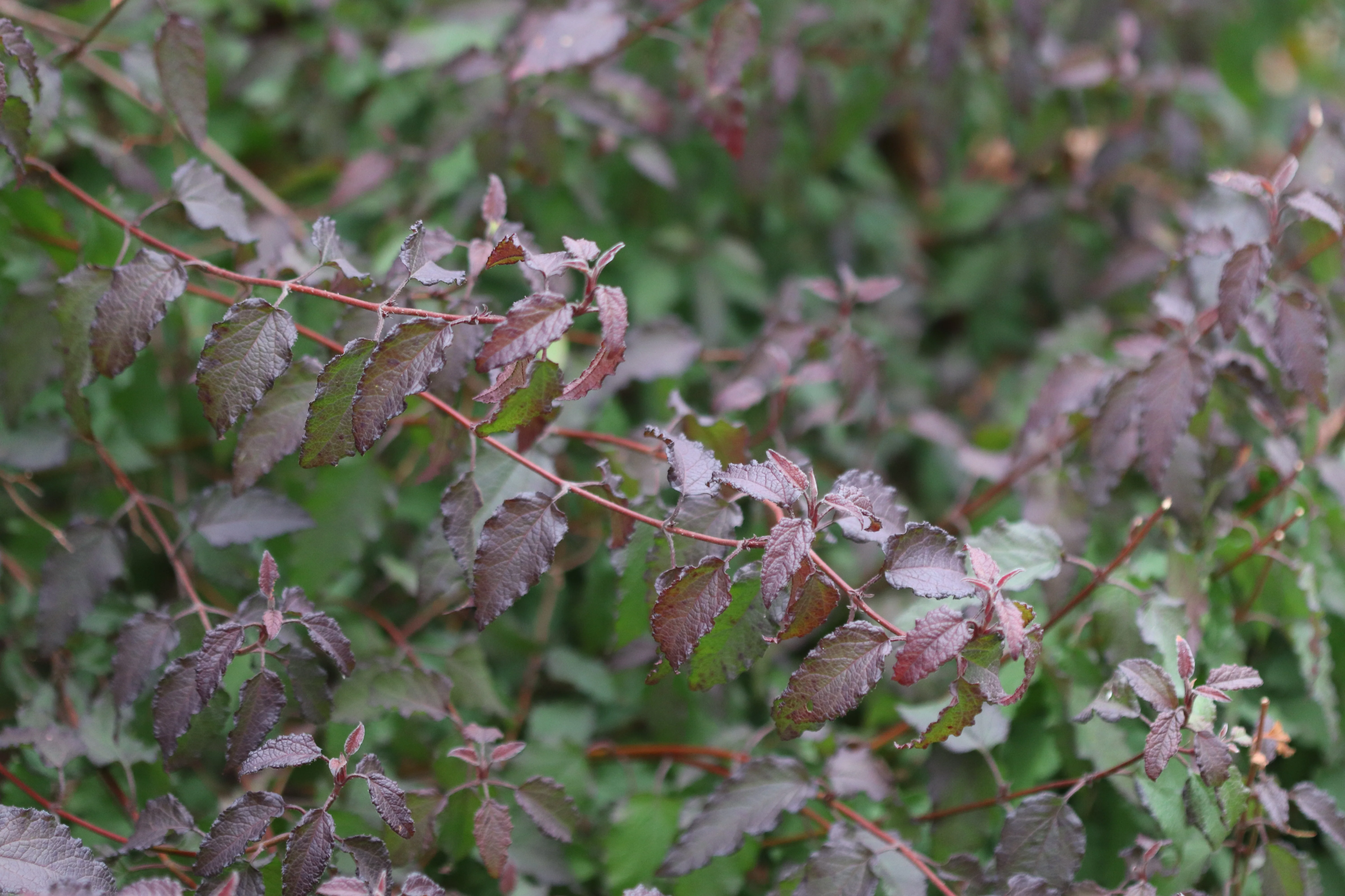 *RETAIL - Cistus x corbariensis - Image 2