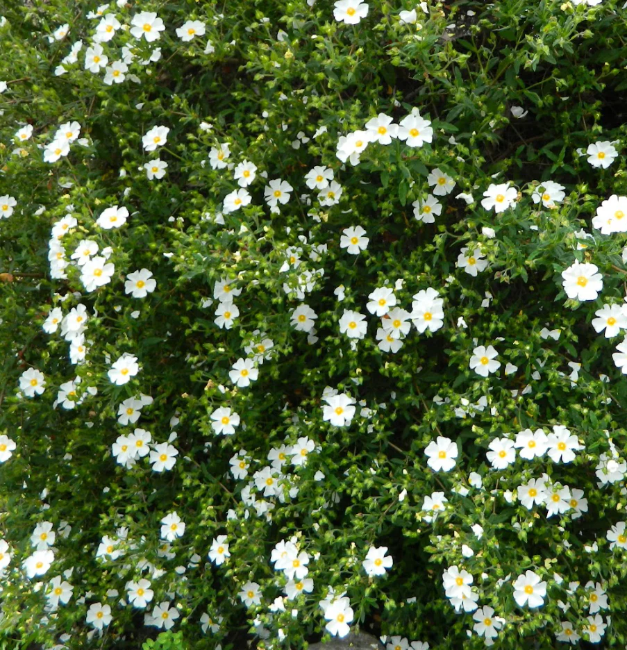 *RETAIL - Cistus x florentinus - Image 2