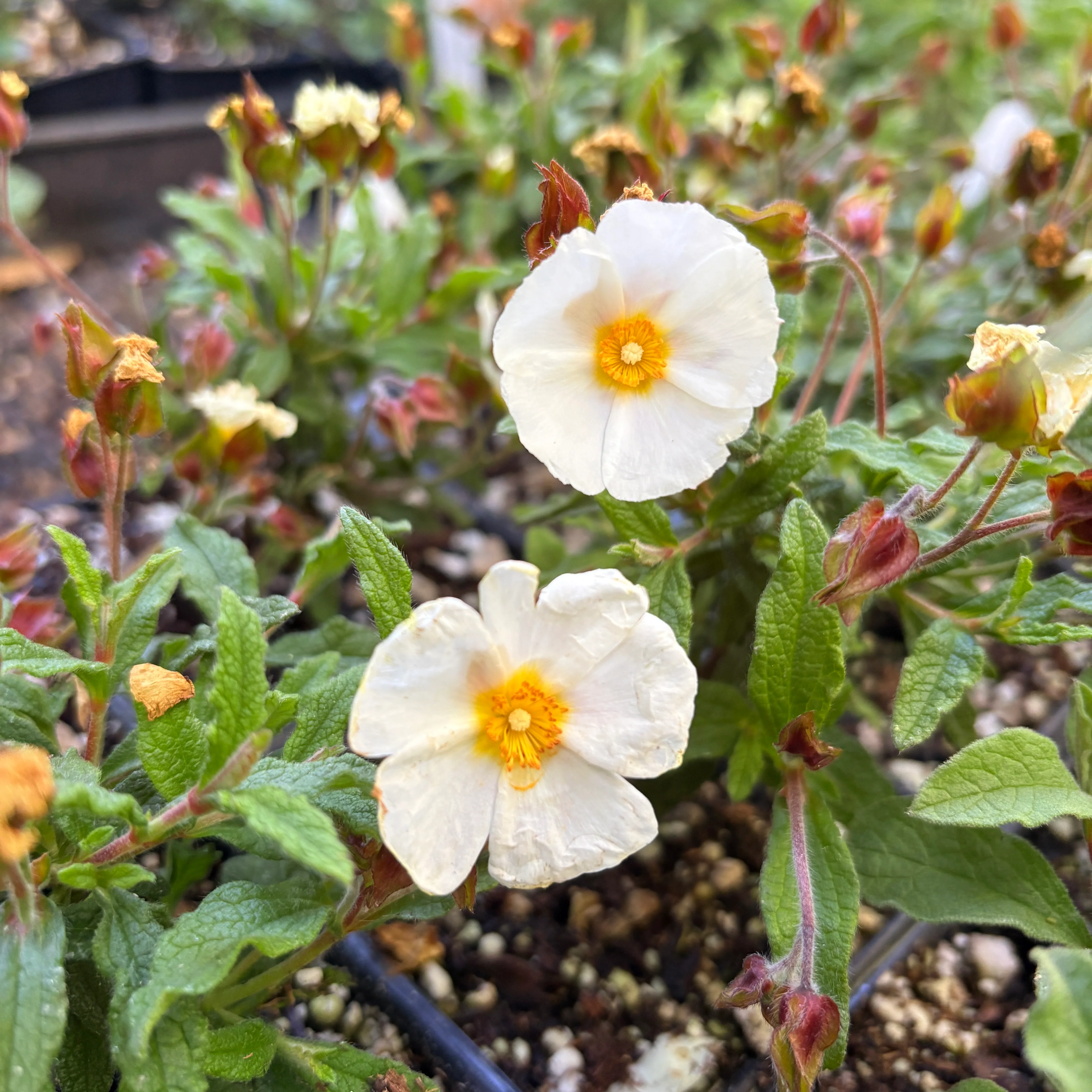 *RETAIL - Cistus x florentinus 'Tramontane'