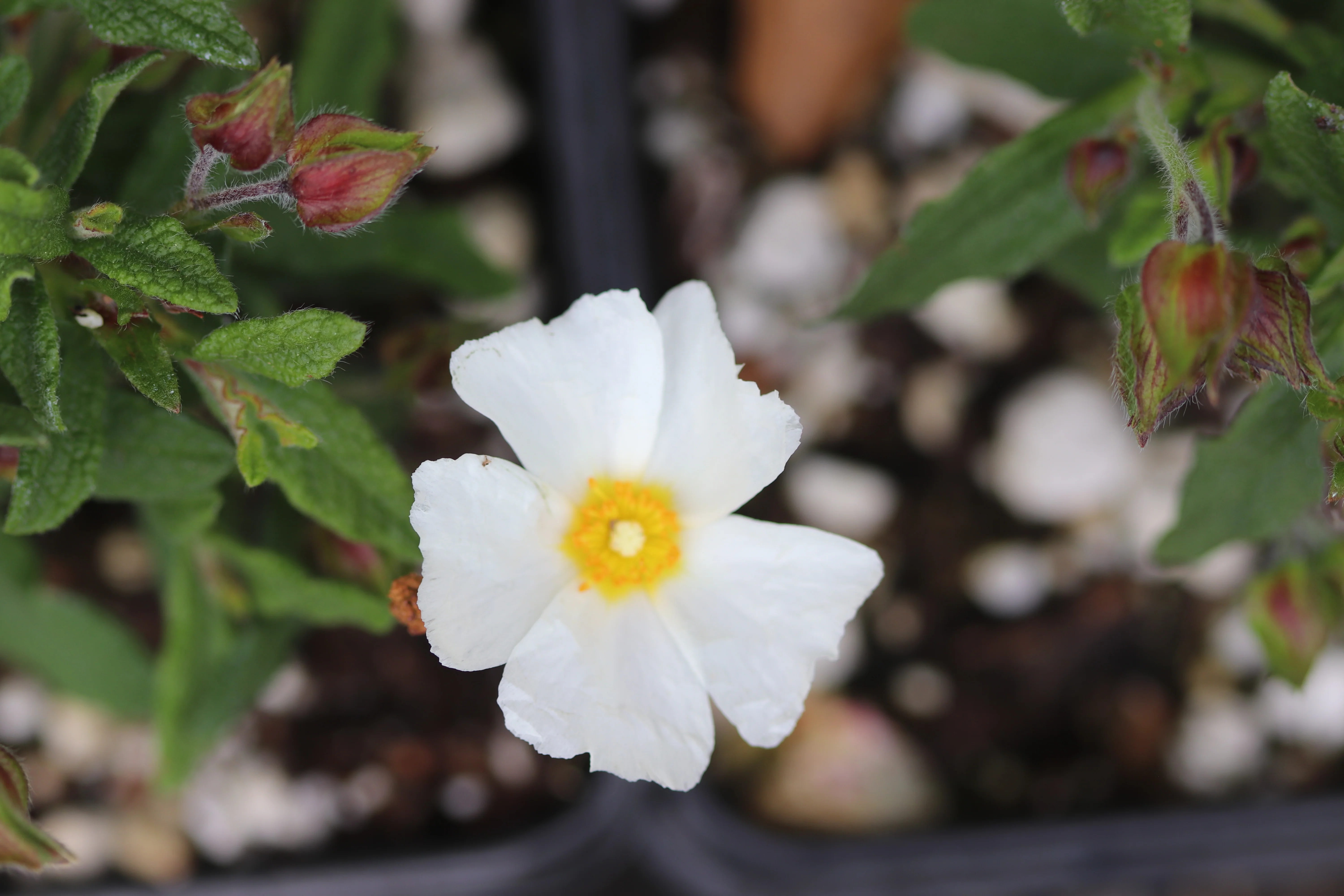 *RETAIL - Cistus x florentinus 'Tramontane' - Image 2
