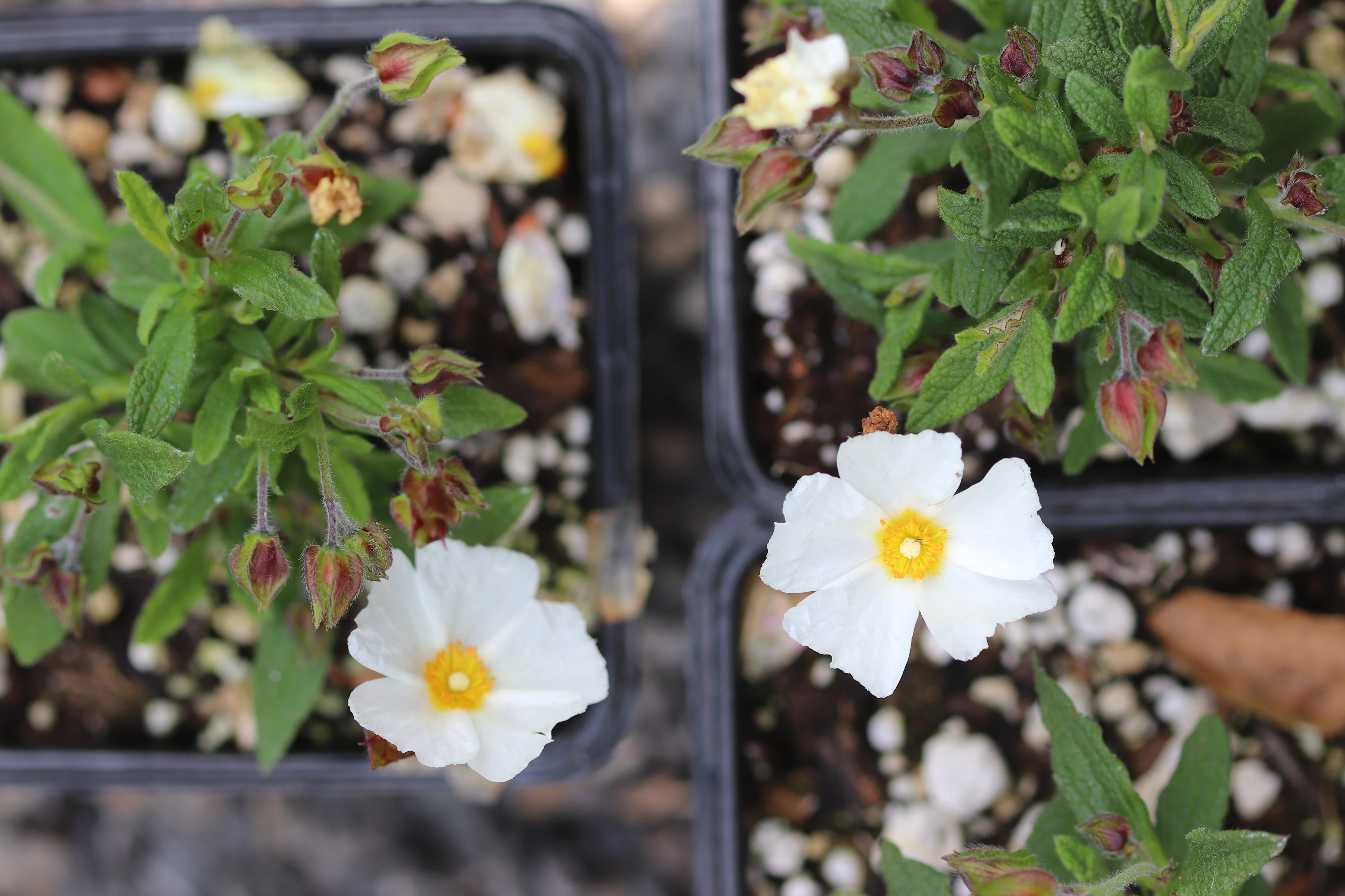 *RETAIL - Cistus x florentinus 'Tramontane' - Image 3
