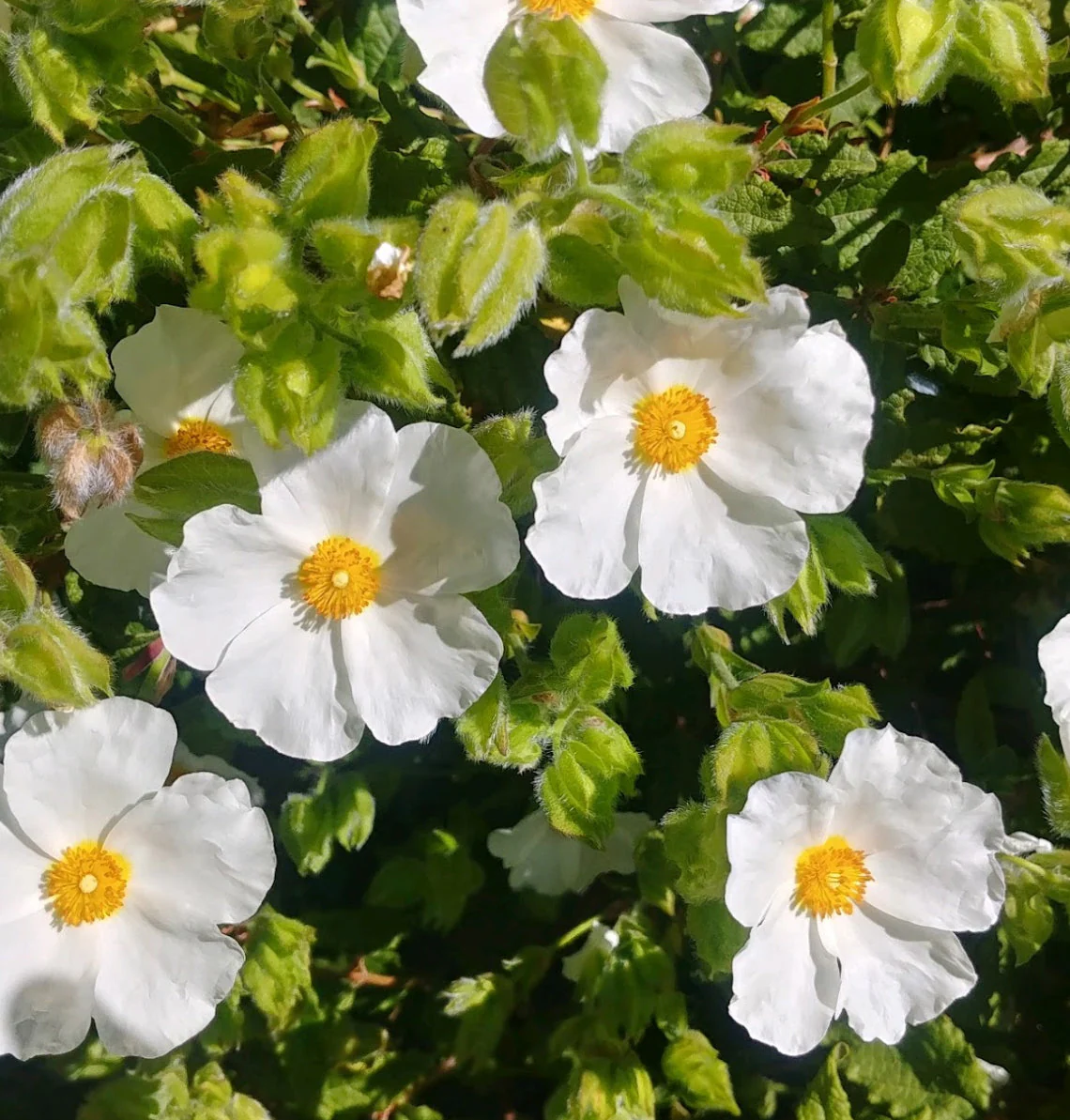 *RETAIL - Cistus x laxus 'Snow White' - Image 2