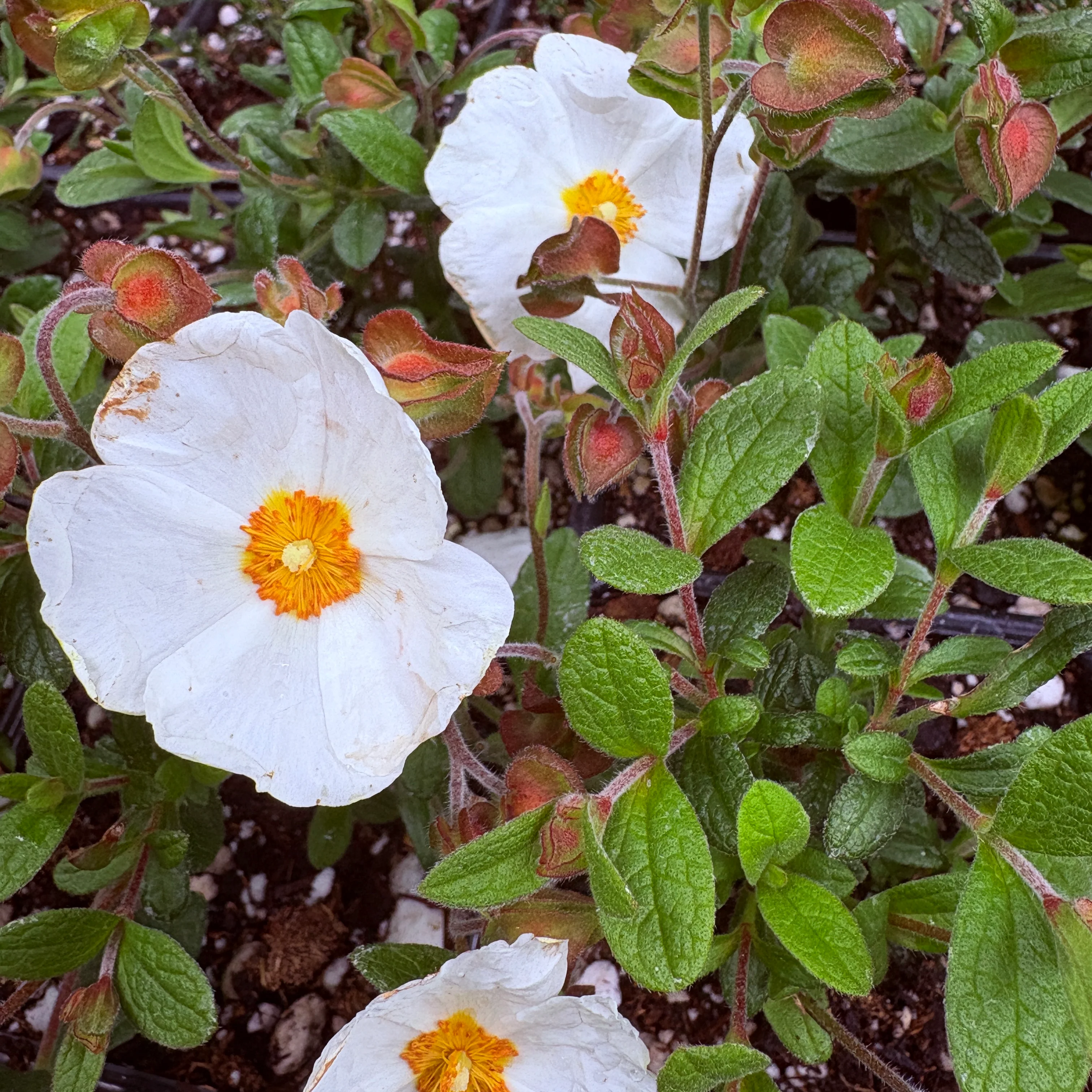 *RETAIL - Cistus x obtusifolius - Image 2
