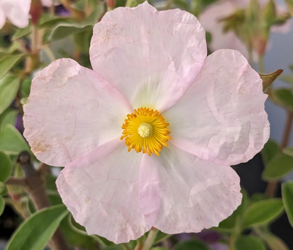 *RETAIL - Cistus x pagei - Image 2