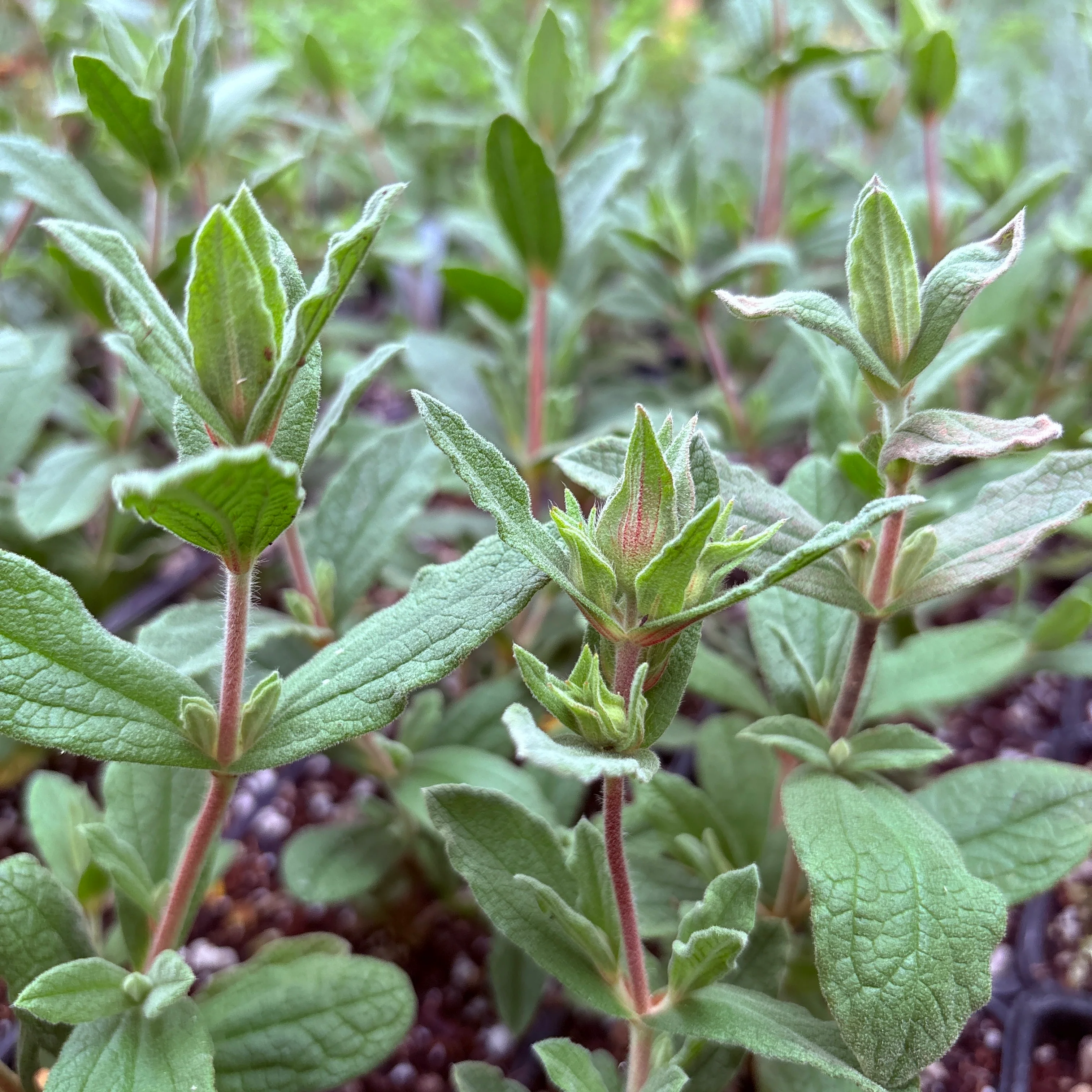 *RETAIL - Cistus x pulverulentus 'Sunset' - Image 2