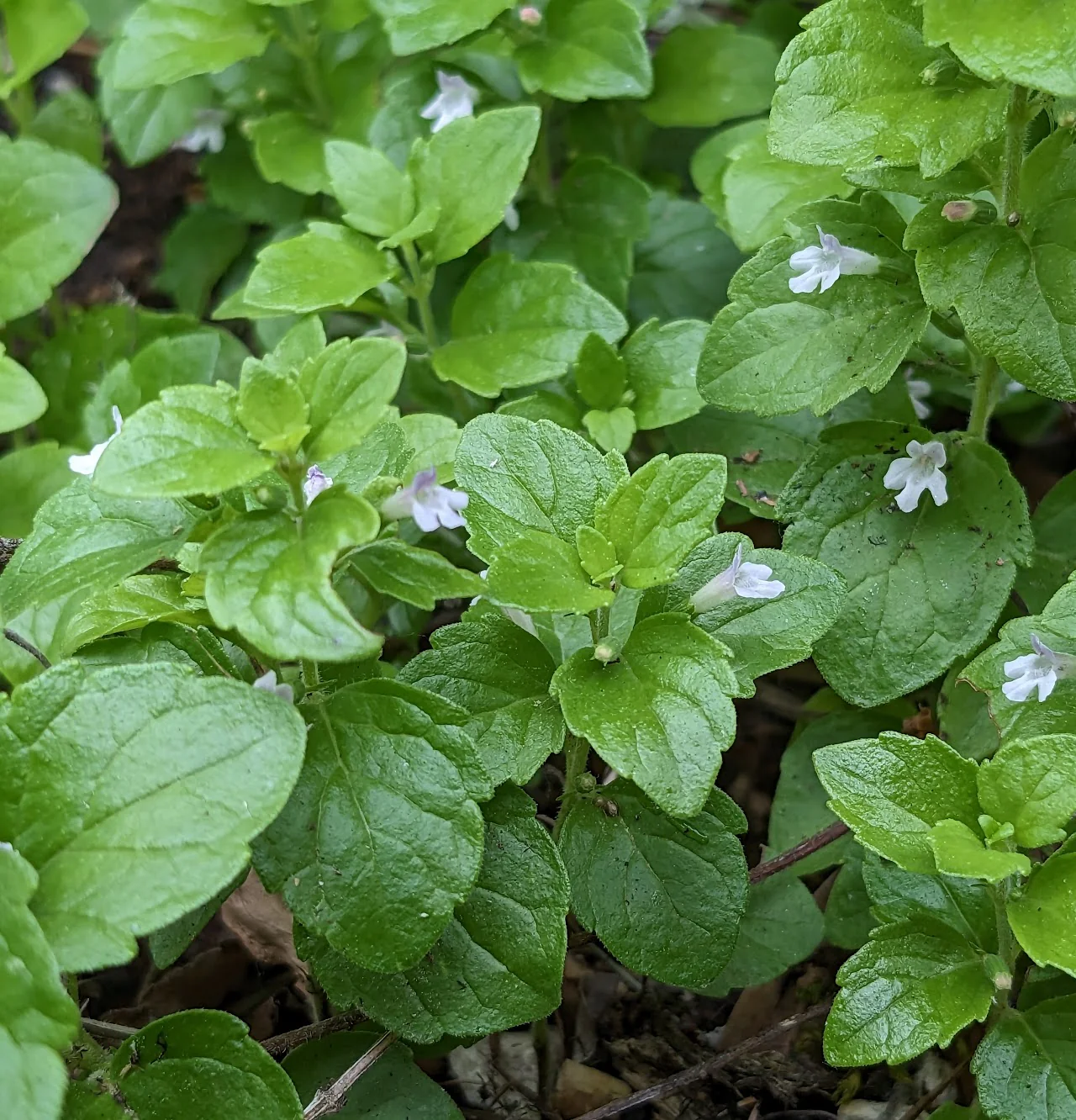 *RETAIL - Clinopodium douglasii