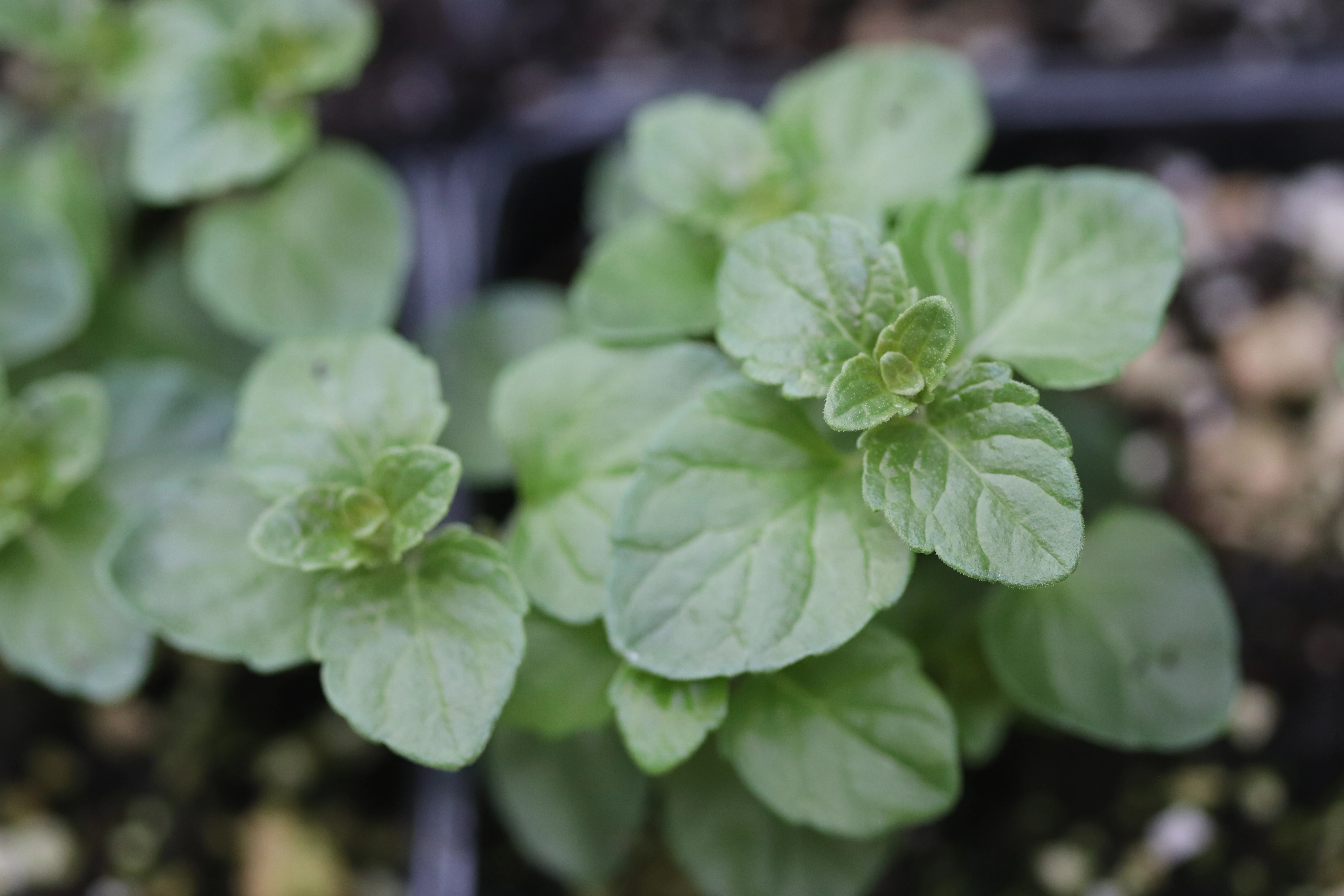 *RETAIL - Clinopodium douglasii - Image 2