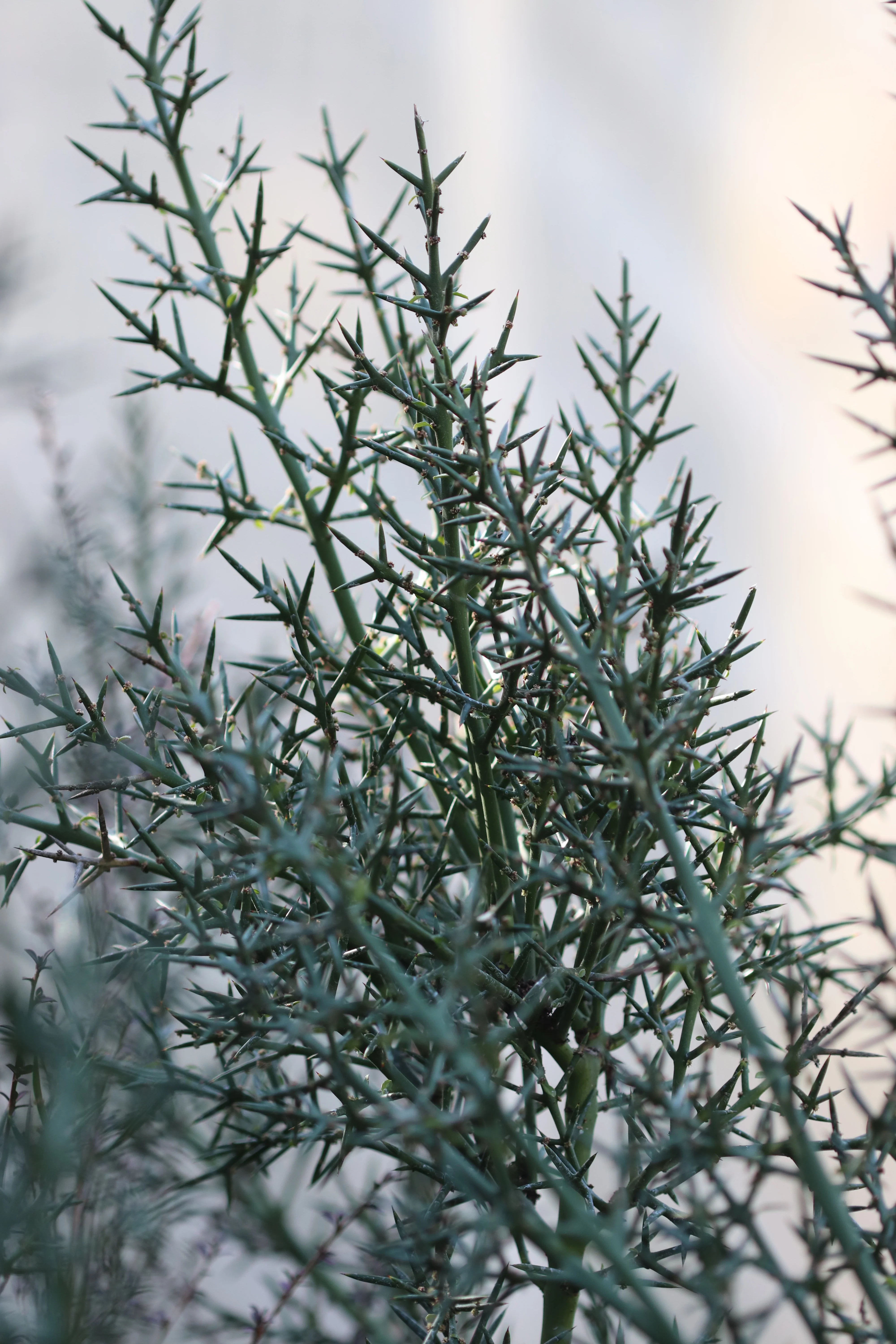 *RETAIL - Colletia hystrix - Image 2
