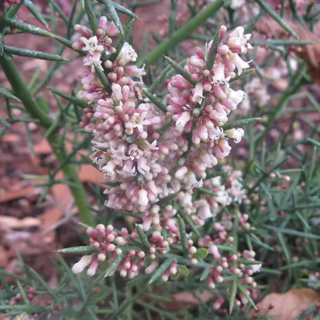 *RETAIL - Colletia hystrix - Image 3