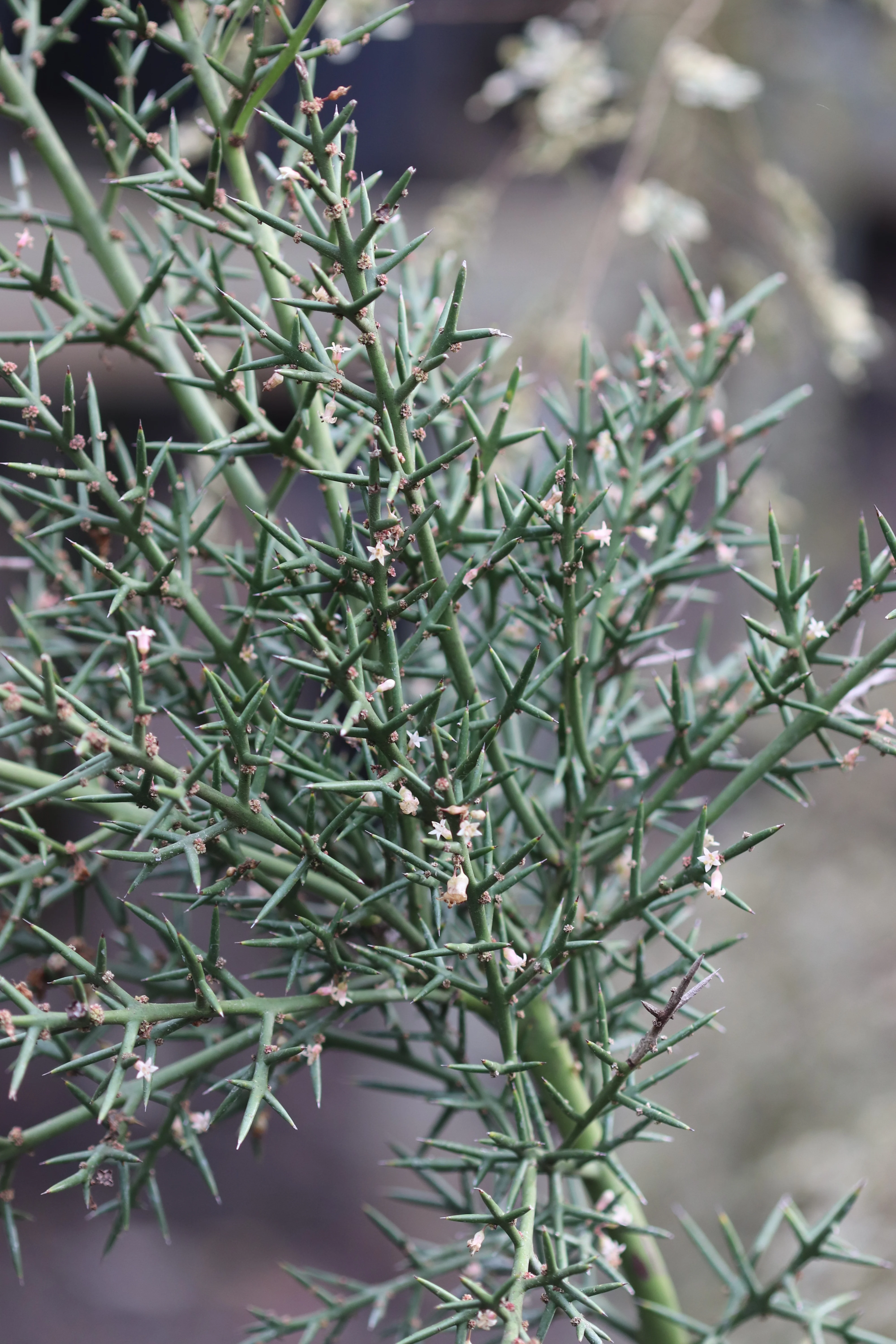 *RETAIL - Colletia hystrix - Image 4