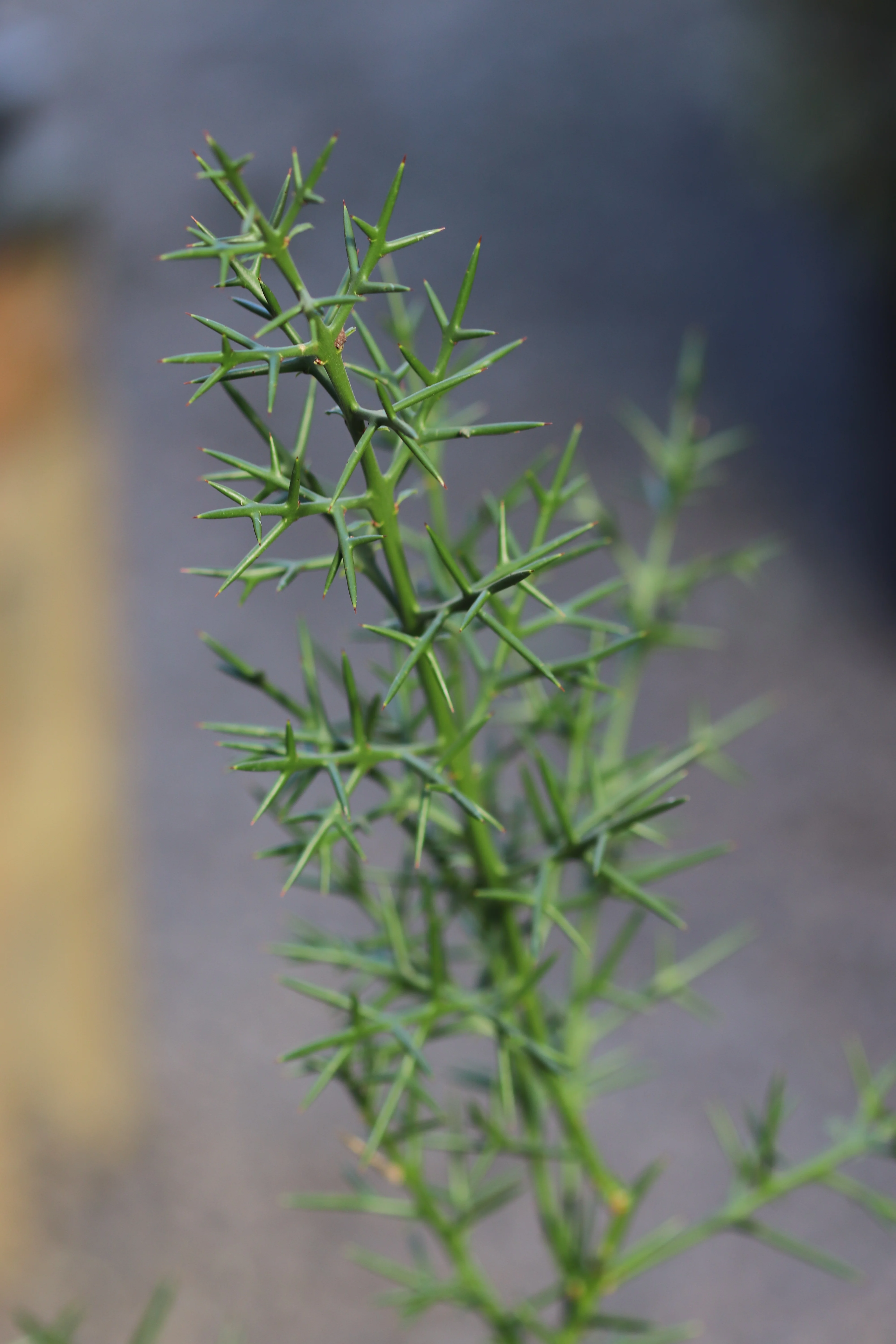 *RETAIL - Colletia hystrix - Image 5