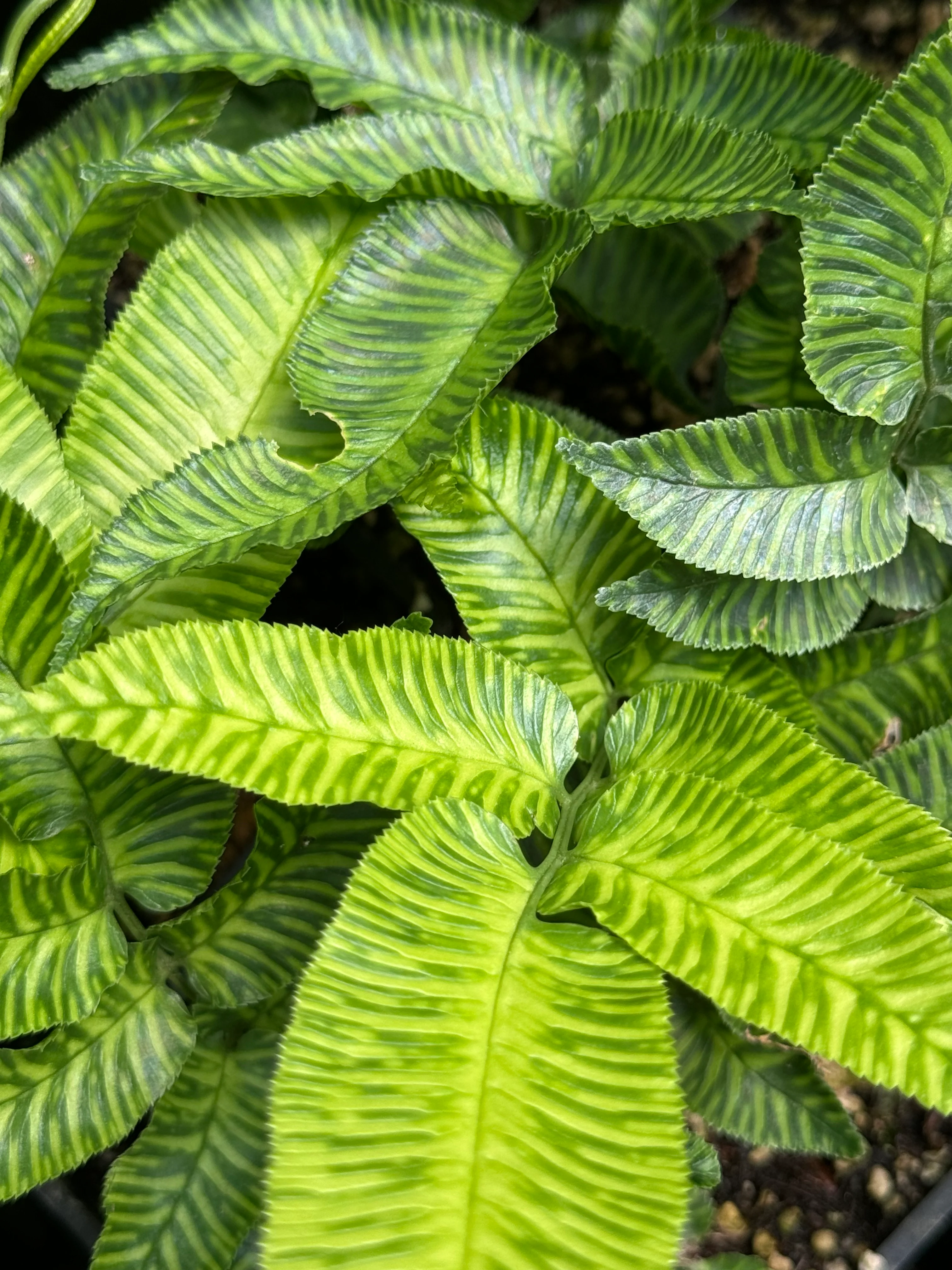 Coniogramme emeiensis 'Golden Zebra' - Image 3