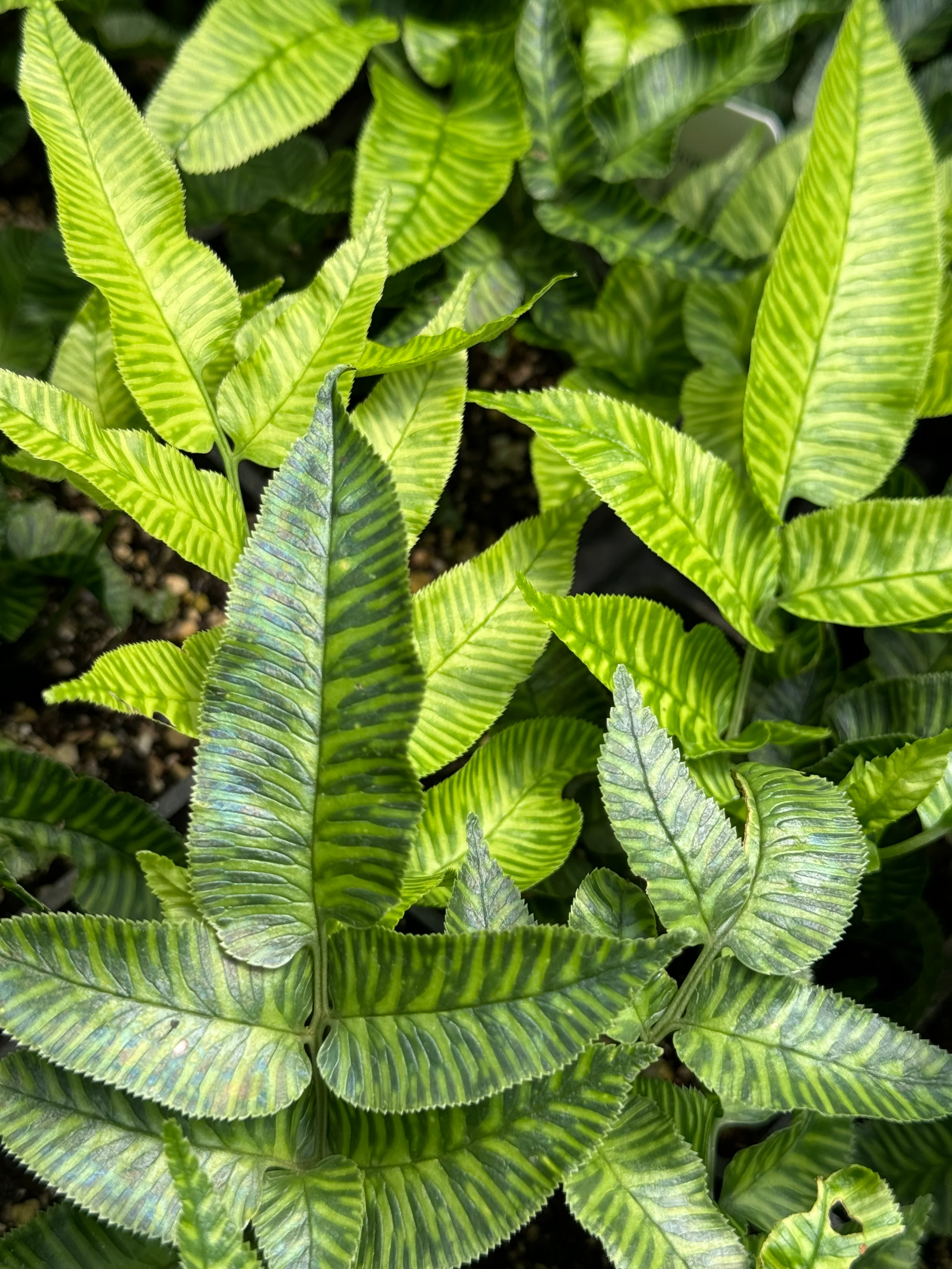 Coniogramme emeiensis 'Golden Zebra' - Image 4