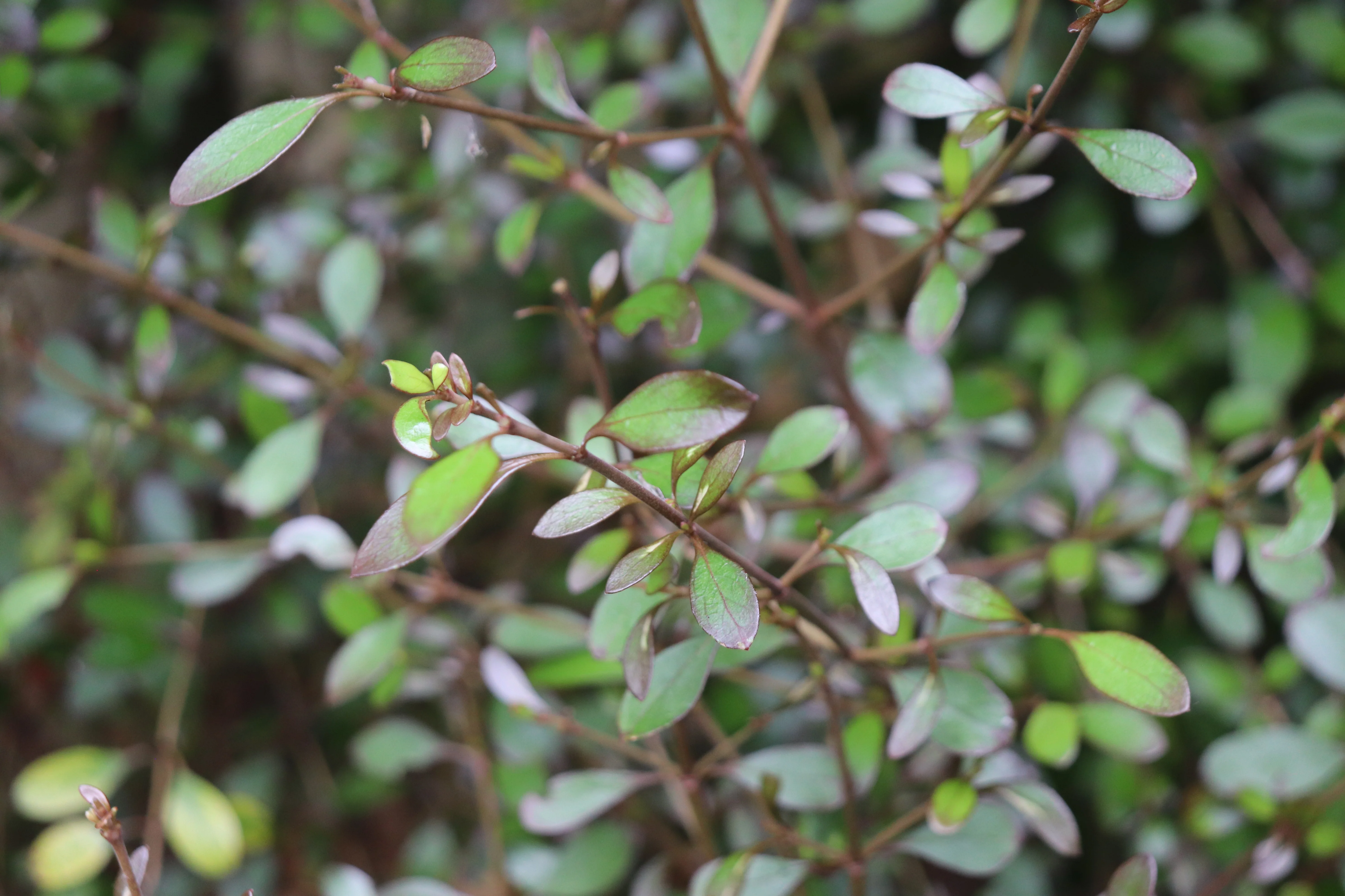 *RETAIL - Coprosma 'Roy's Red' - Image 2