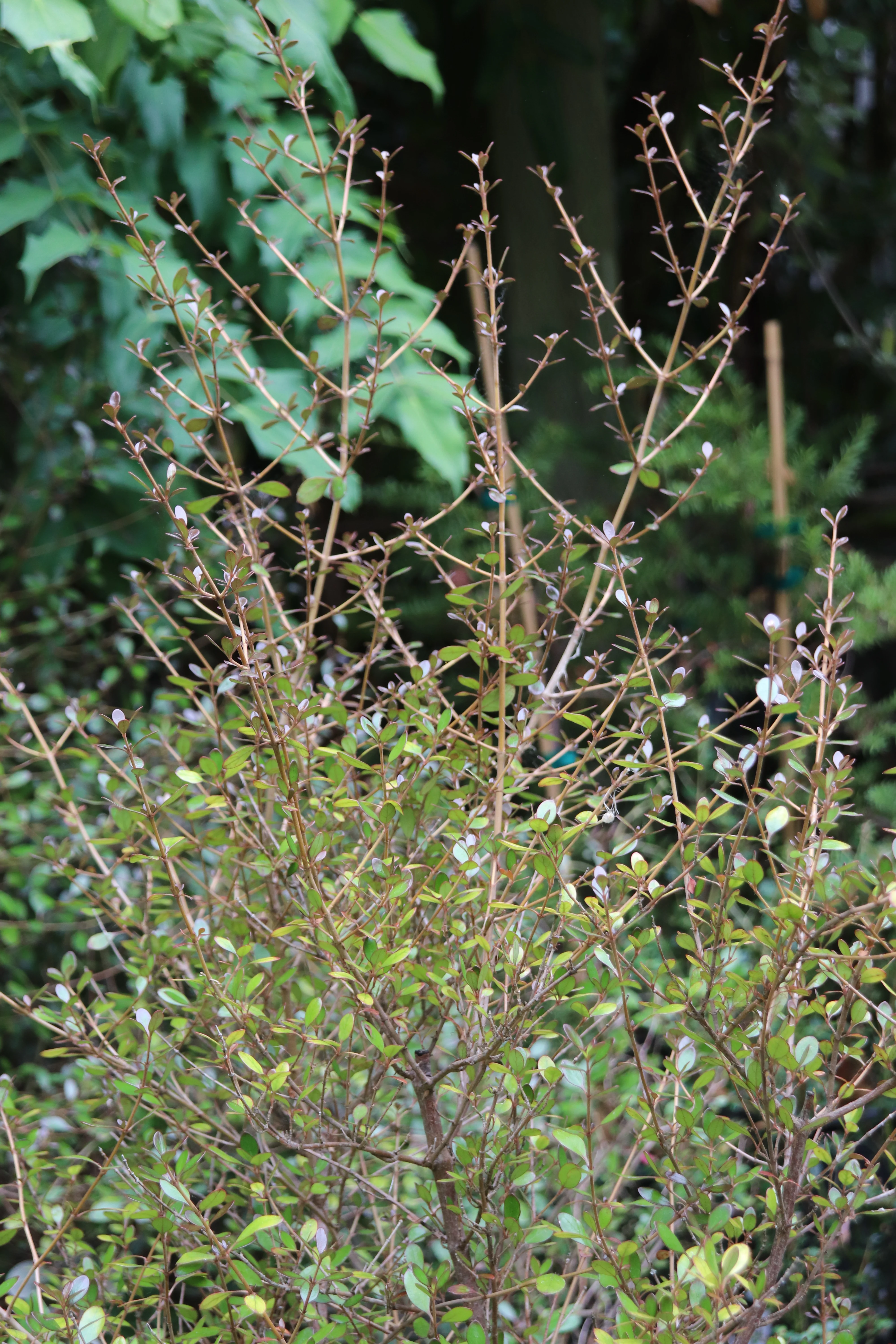 *RETAIL - Coprosma 'Roy's Red' - Image 3