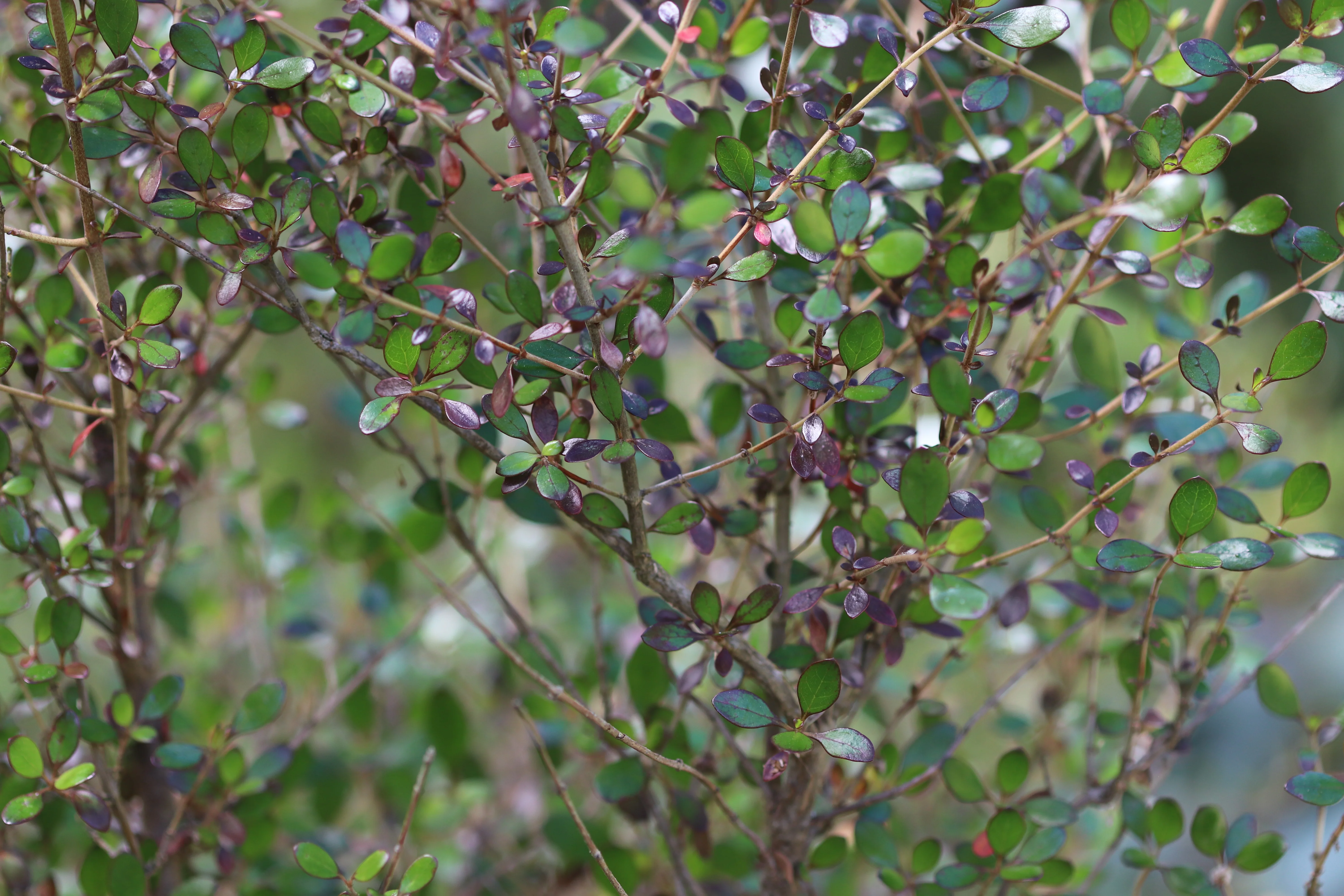 *RETAIL - Coprosma 'Roy's Red' - Image 4