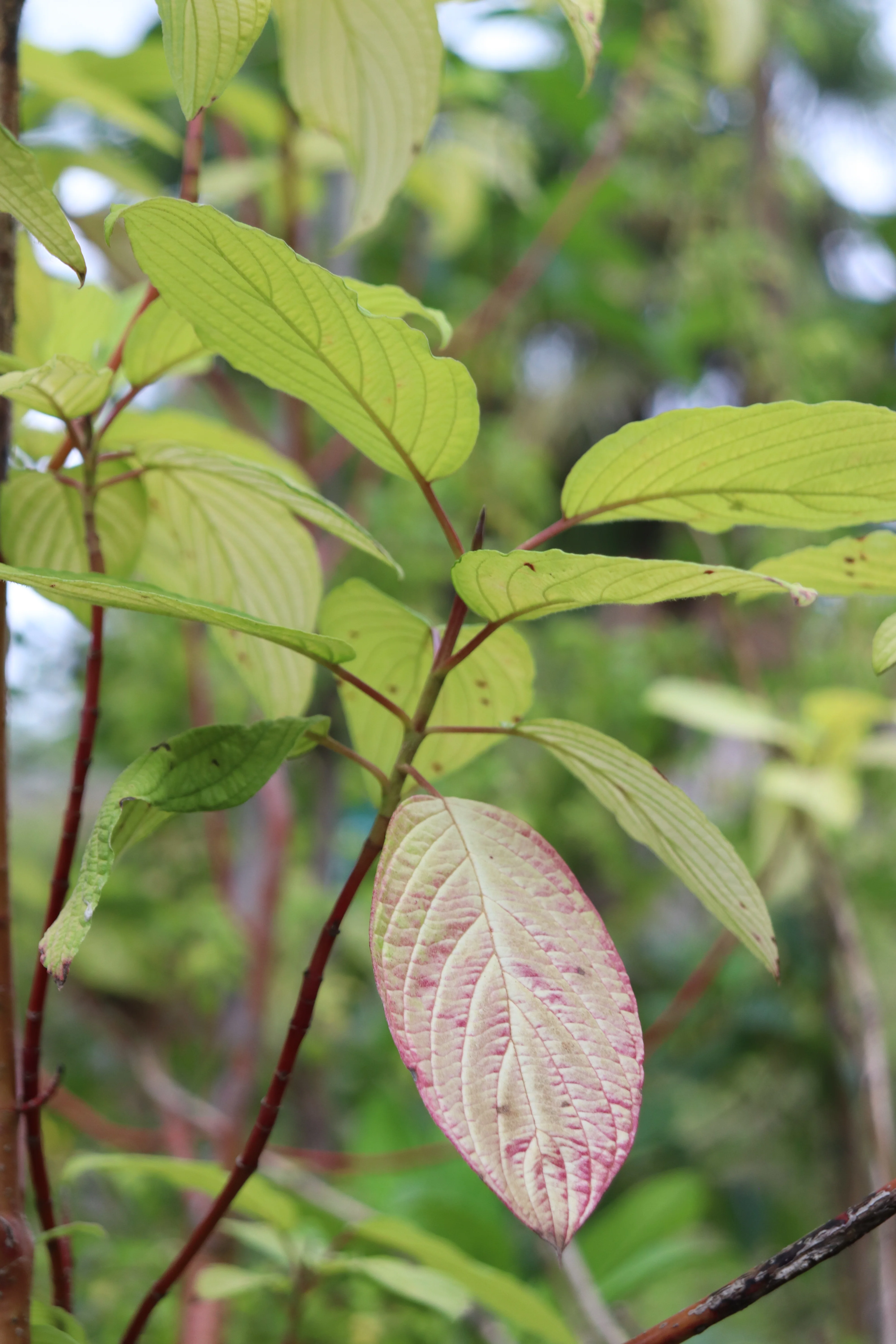 *RETAIL - Cornus sericea 'Golden Surprise' - Image 2
