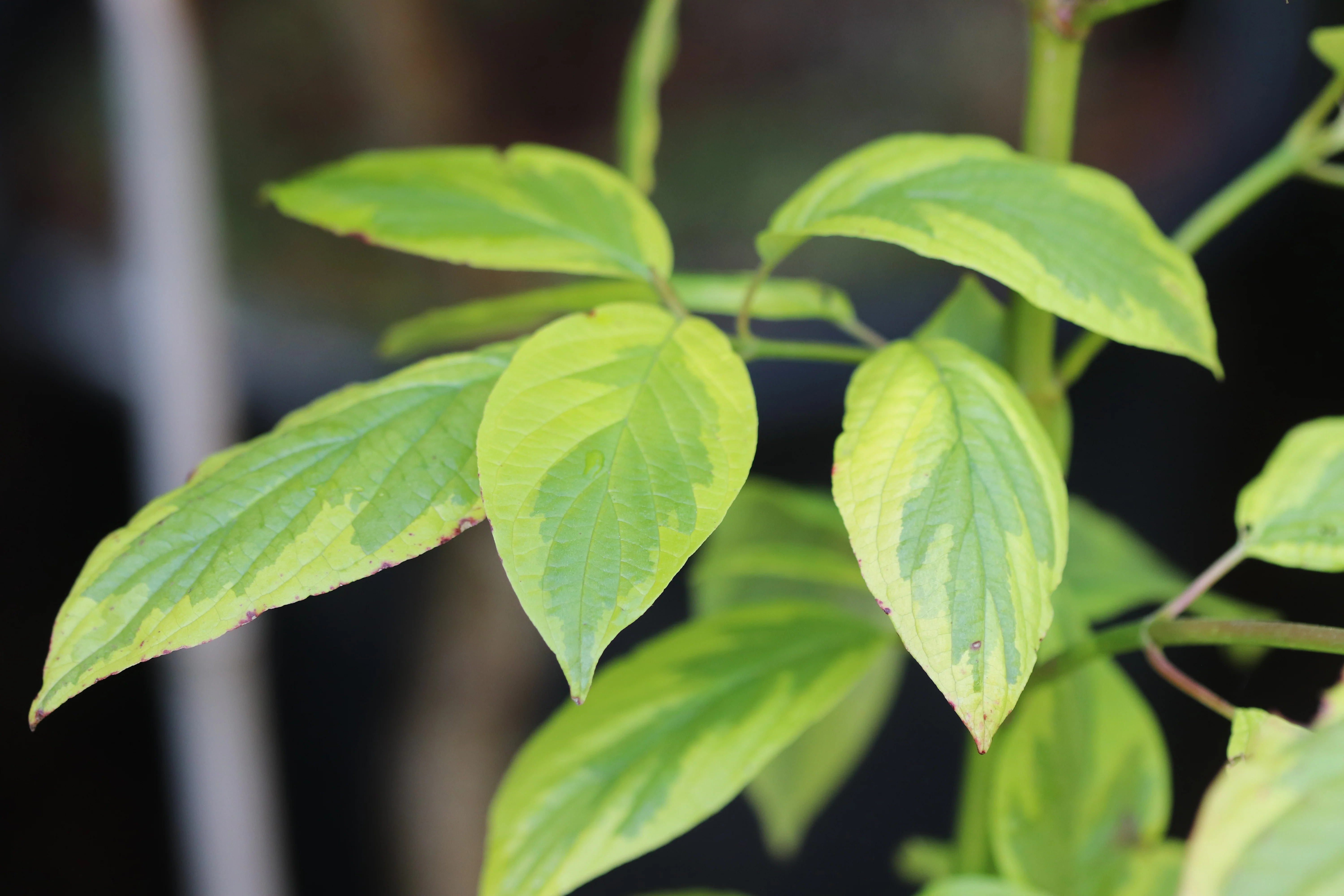 *RETAIL - Cornus sericea 'Hedgerows Gold' - Image 2